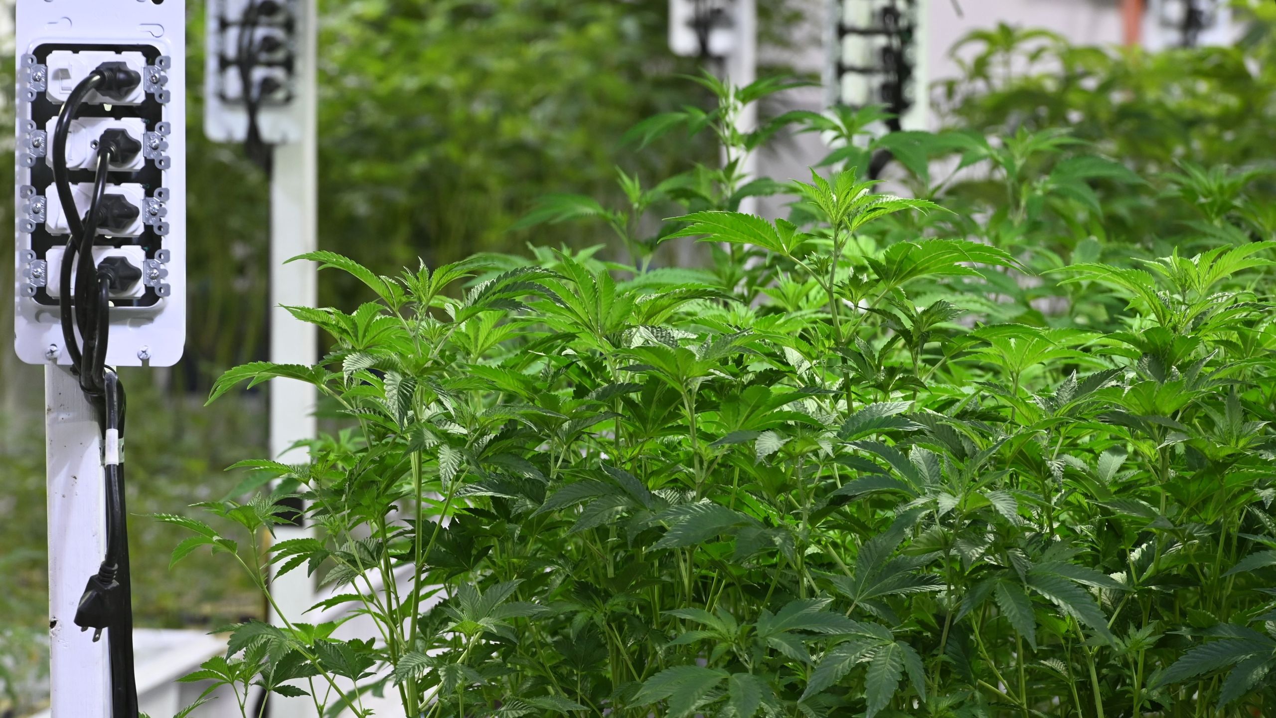 The California Compassionate Care Network marijuana dispensary's grow operation in North Hollywood is seen on Jan. 24, 2019. (Credit: Robyn Beck / AFP / Getty Images)