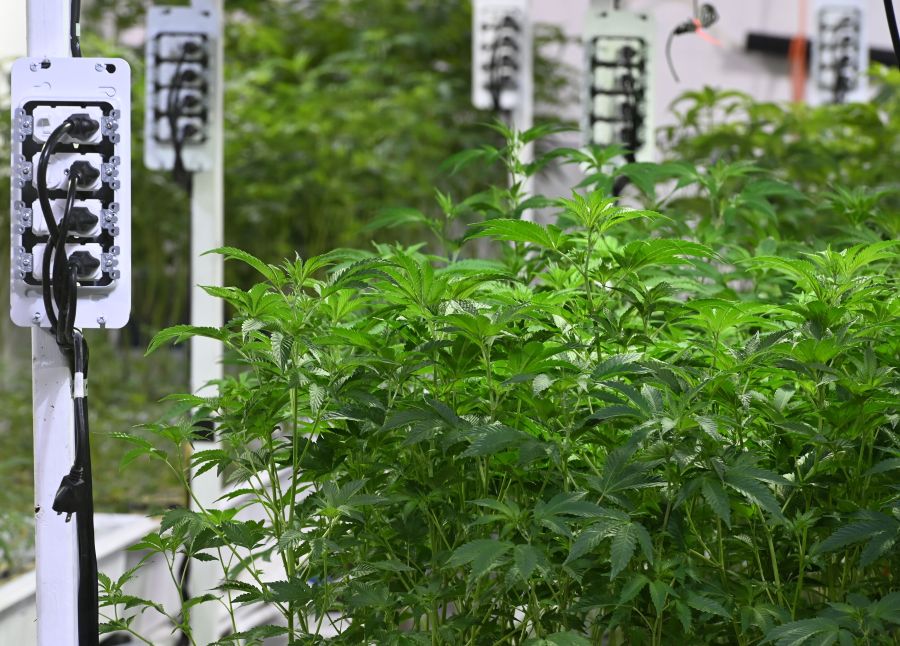 The California Compassionate Care Network marijuana dispensary's grow operation in North Hollywood is seen on Jan. 24, 2019. (Credit: Robyn Beck / AFP / Getty Images)