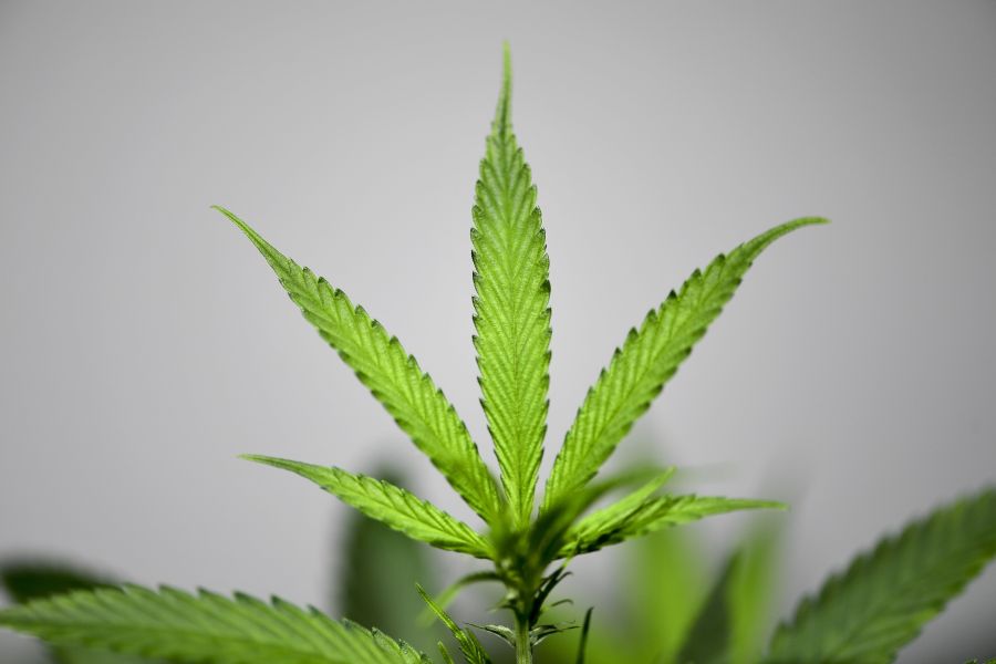 A picture taken on June 5, 2019, shows a cannabis plant in a grow room at the Hemp Embassy store in Milan, one of the first shops in Italy dedicated to cannabis.(Credit: Miguel Medina / AFP / Getty Images)