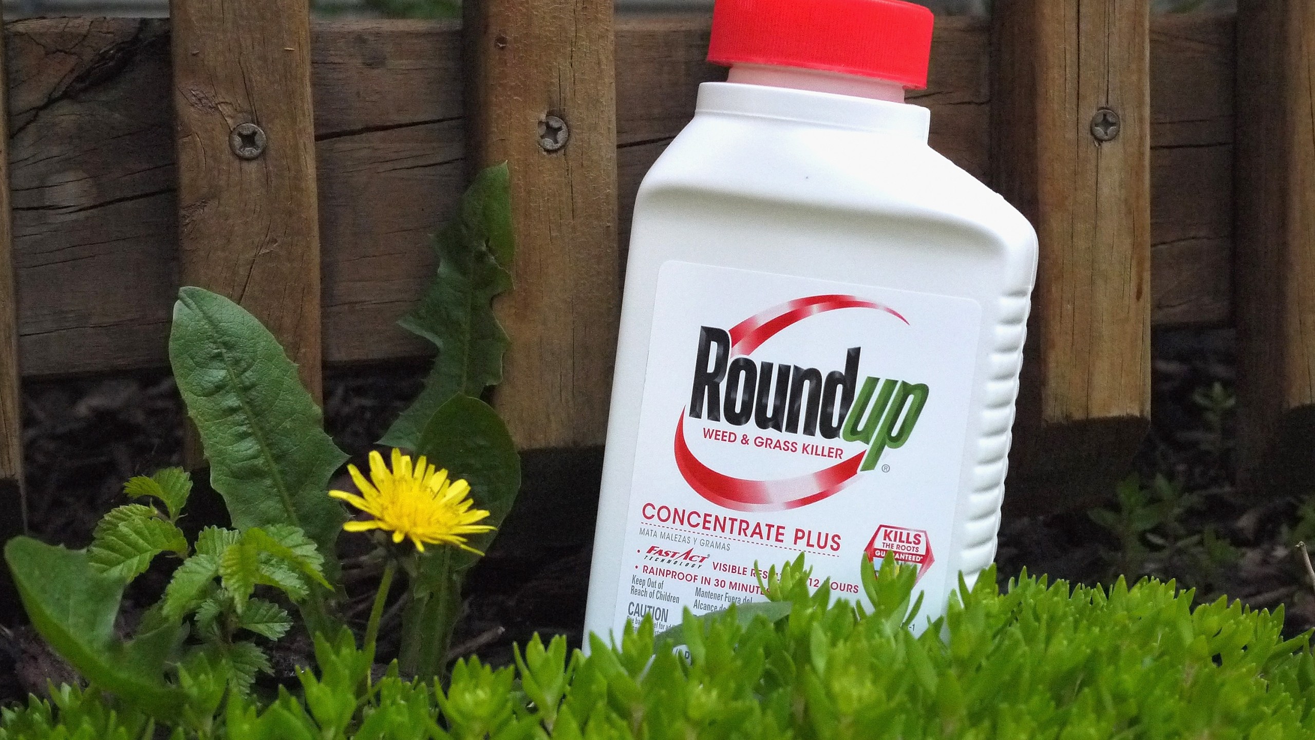 Roundup weed killer is shown in a photo illustration on May 14, 2019. (Scott Olson / Getty Images)