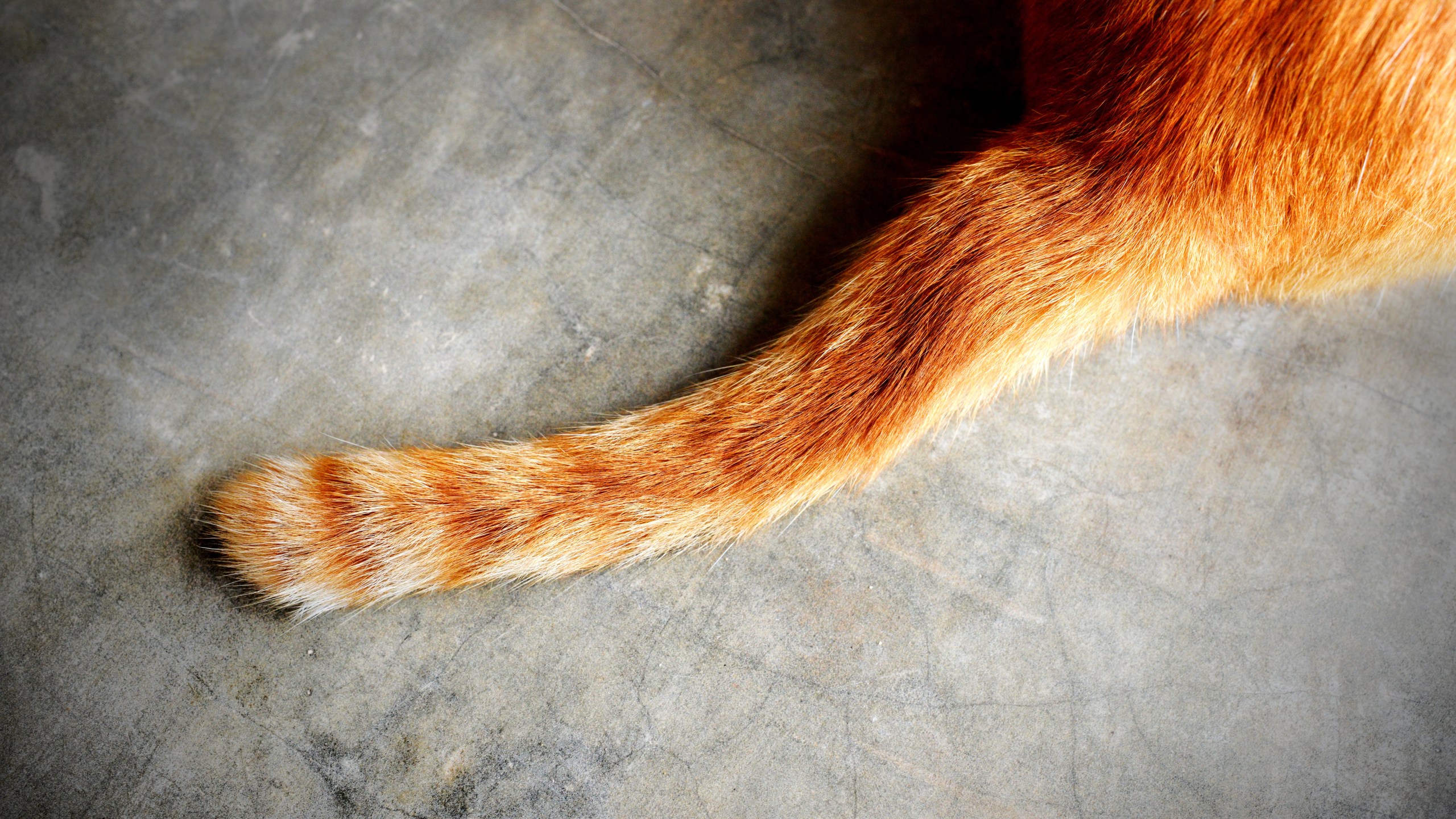 A cat's tail is seen in this photo illustration. (Credit: Getty Images)