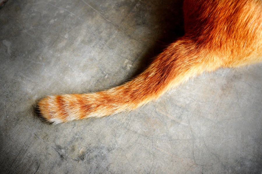 A cat's tail is seen in this photo illustration. (Credit: Getty Images)