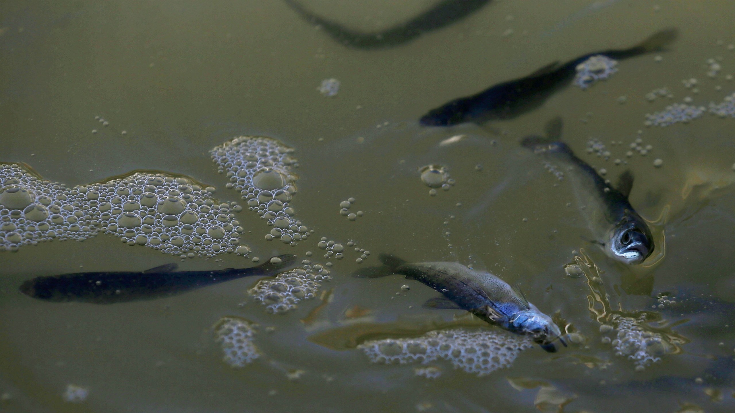 Fingerling Chinook salmon swim in a holding pen after they were transferred from a truck into the Mare Island Strait on April 22, 2014, in Vallejo. (Credit: Justin Sullivan/Getty Images)