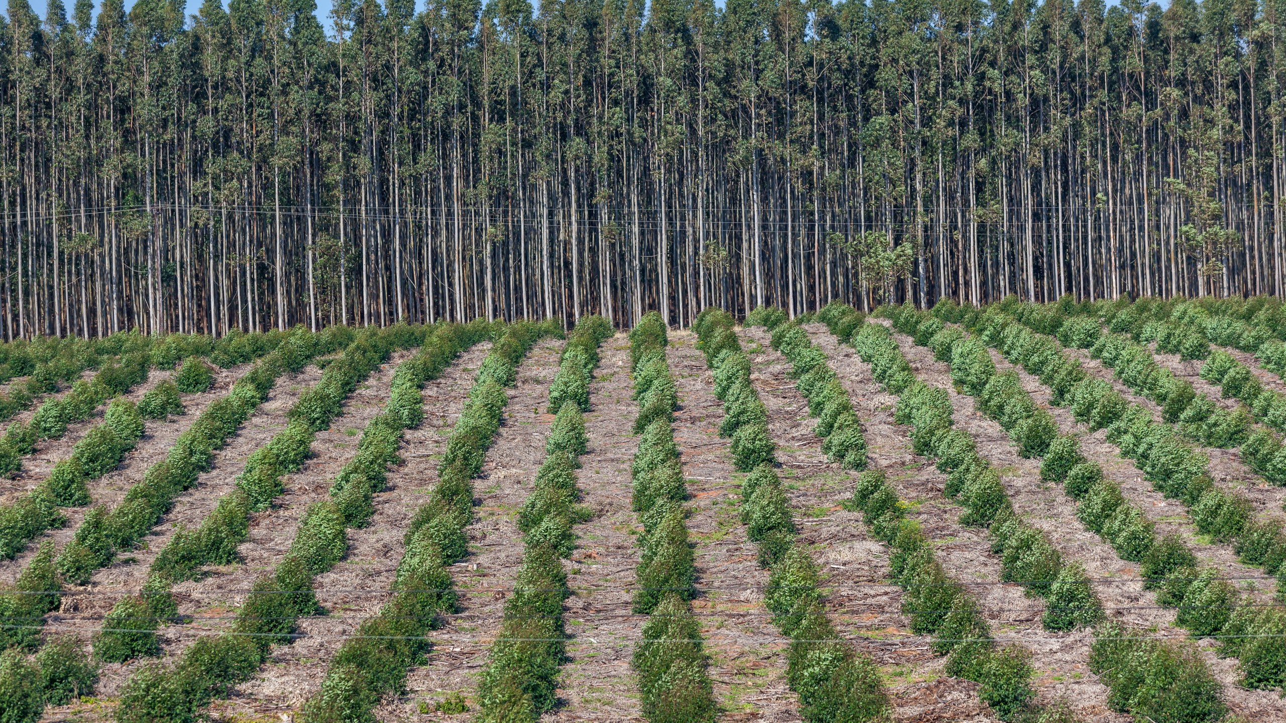 Recently planted trees are seen in this file photo. (Credit: Getty Images)