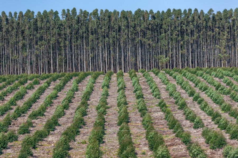 Recently planted trees are seen in this file photo. (Credit: Getty Images)