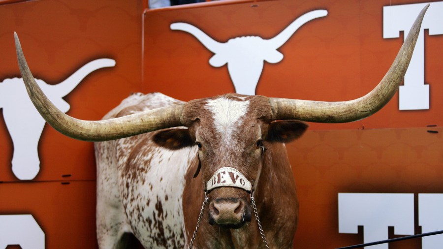 Bevo, the mascot of the Texas Longhorns, stands in his corner during a game against the Colorado Buffaloes on October 10, 2009 at Darrell K Royal-Texas Memorial Stadium in Austin, Texas. (Credit: by Brian Bahr/Getty Images)