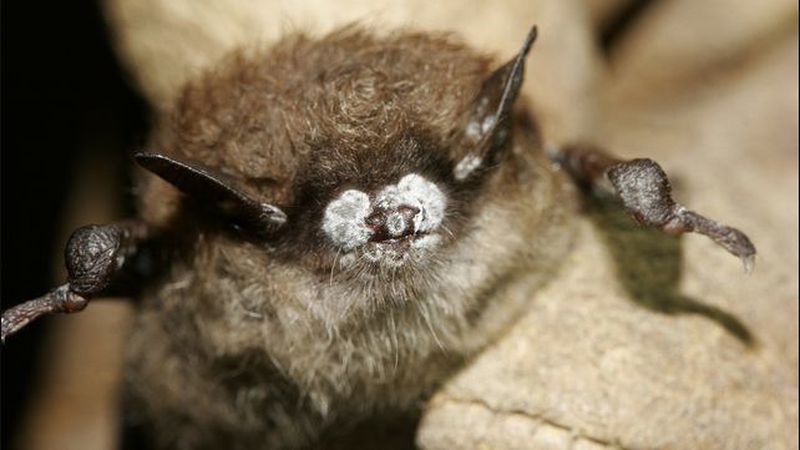 An infected bat has a white fungus growing on its muzzle. (Credit: U.S. Fish and Wildlife Service via Los Angeles Times)