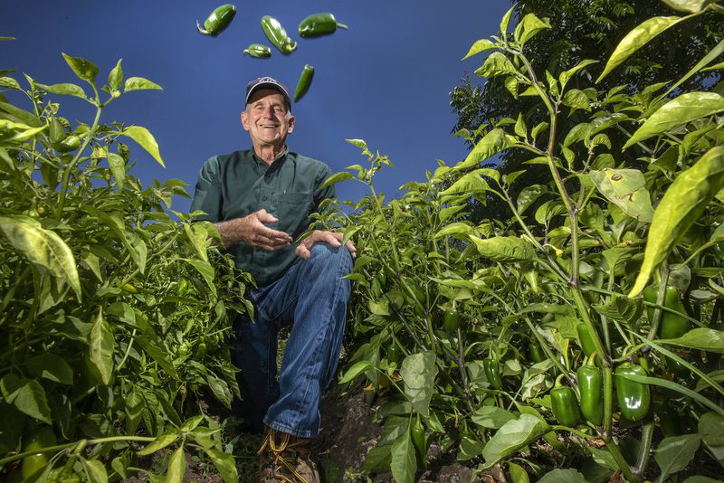 Craig Underwood of Underwood Ranches tosses jalapeño peppers into the air in a Ventura County field where they are grown. (Credit: Mel Melcon / Los Angeles Times)