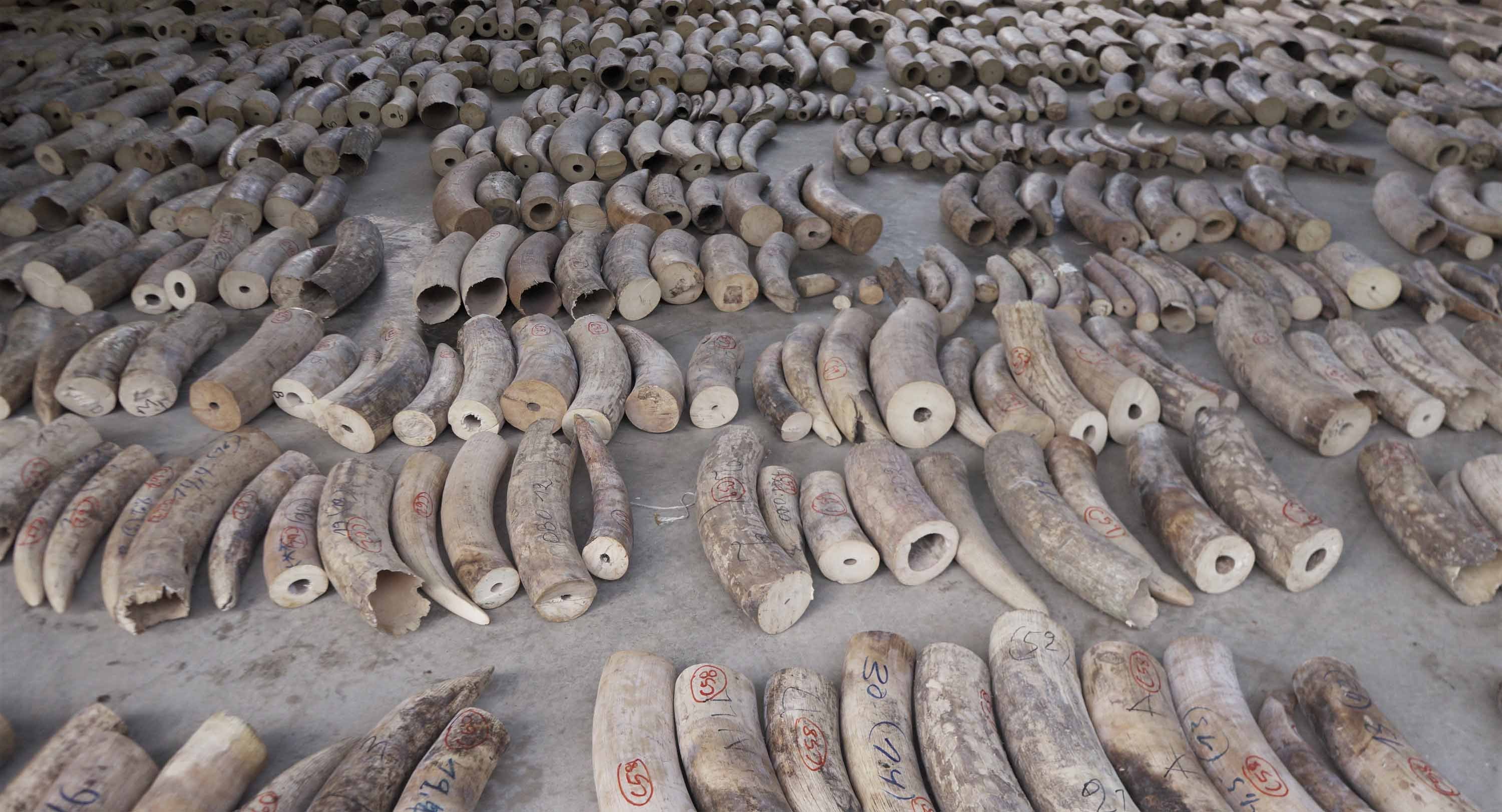 The ivory seizure is the largest ever made in Singapore. Authorities stopped a shipment of almost 9 tonnes (9.9 US tons) of ivory. (Credit: National Parks Board/AP)