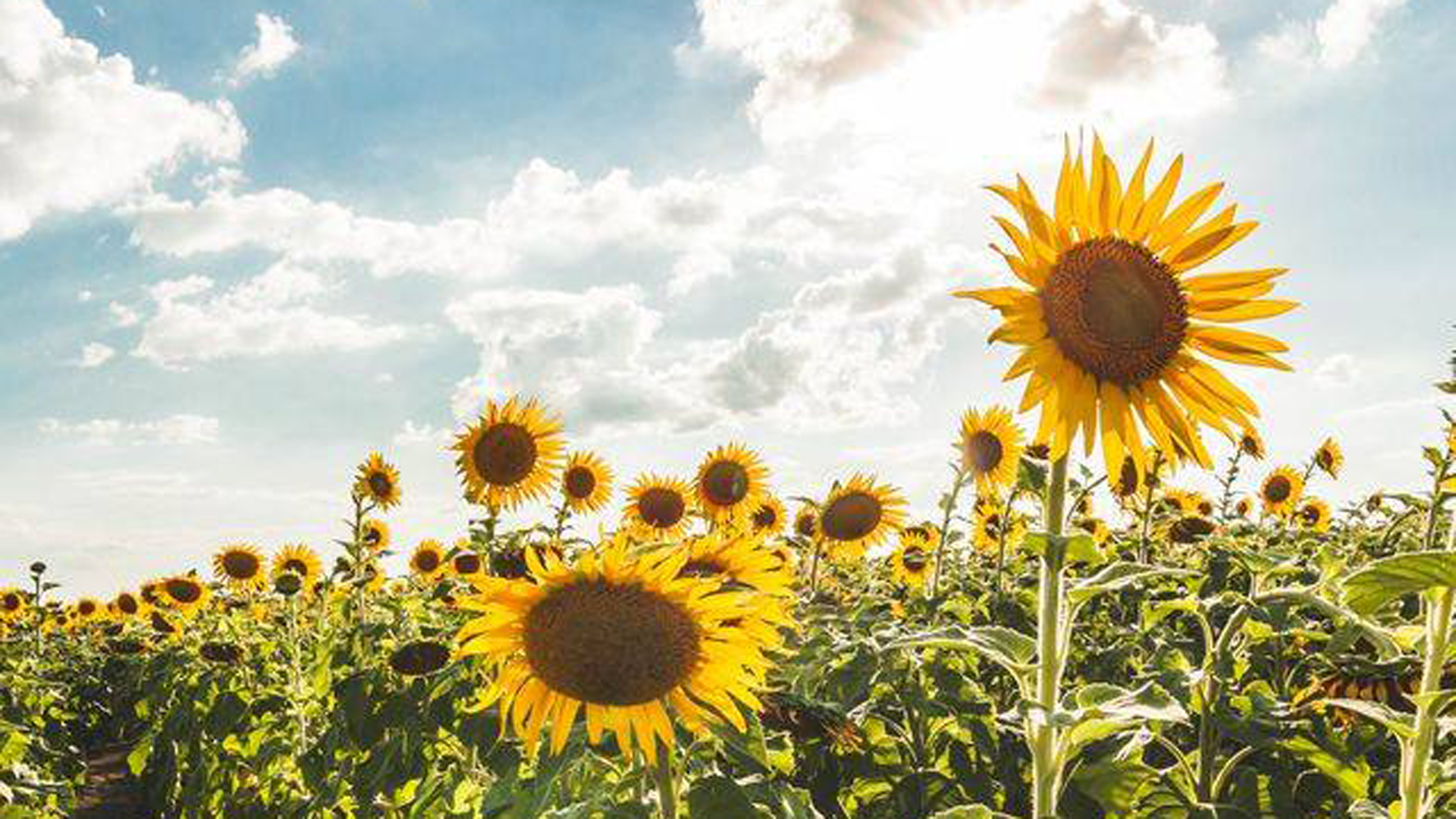 The Solano County Sheriff's Office released this photo of the sunflowers.