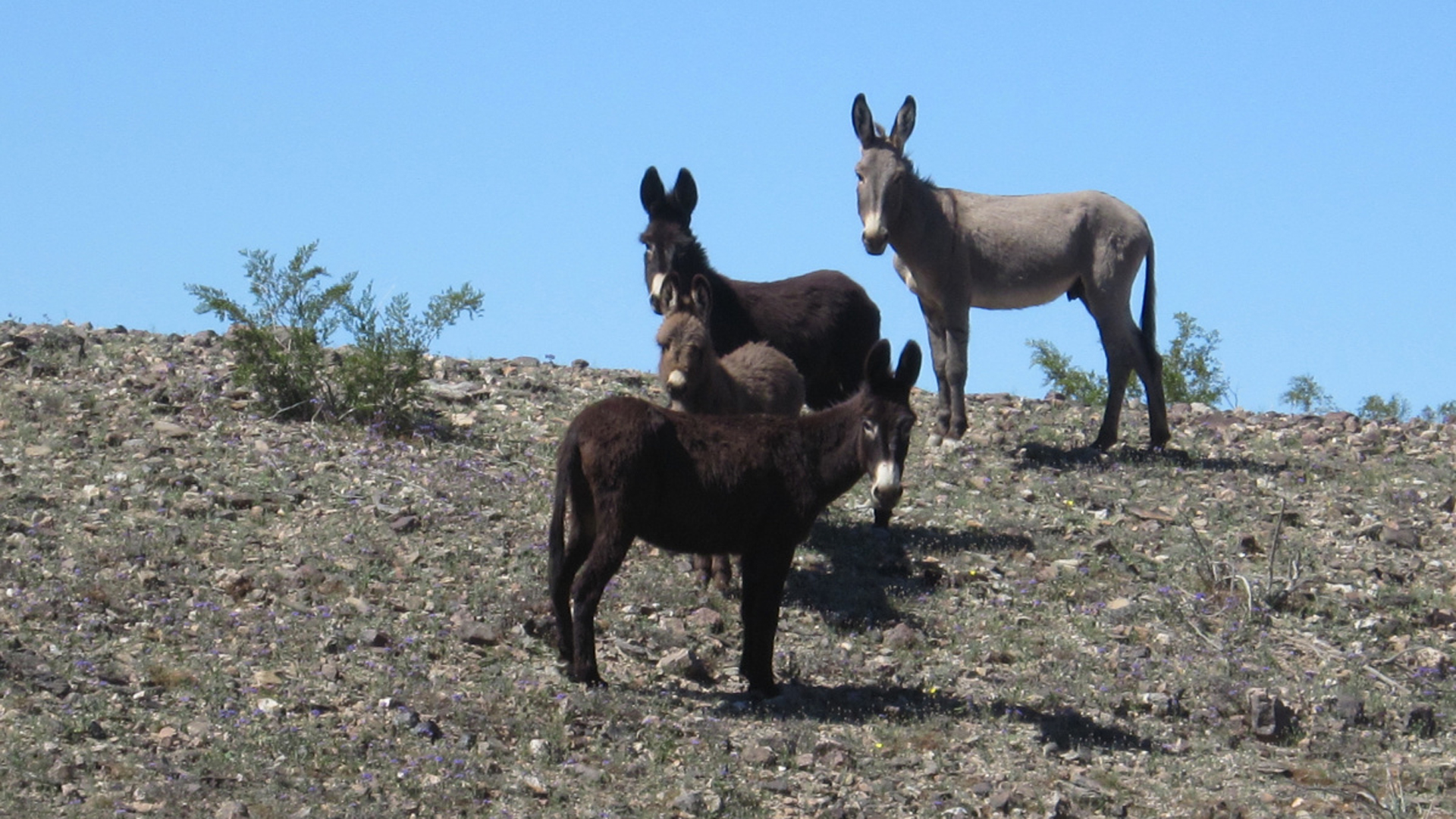 Wild burros are seen in an undated photo released by the Bureau of Land Management.