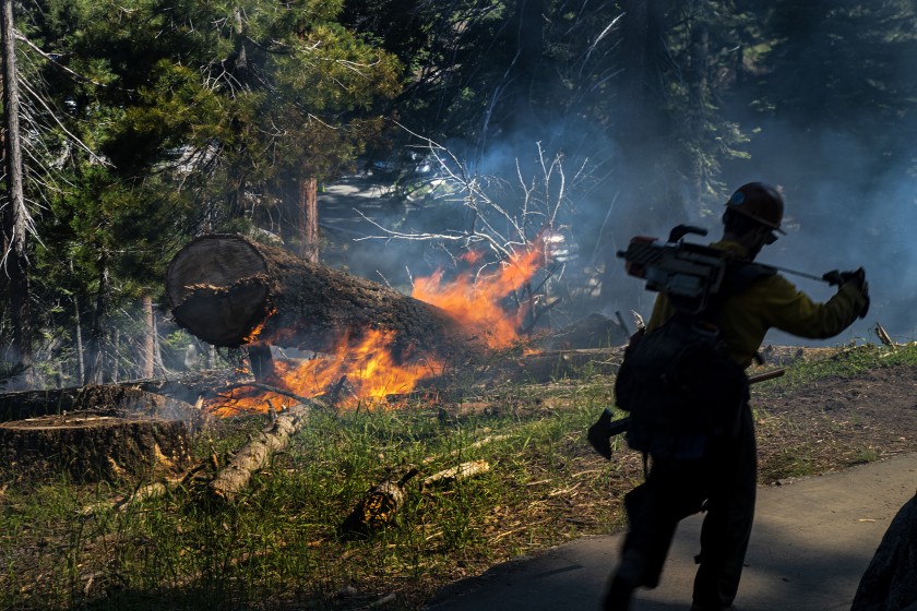 A firefighter carries his gear during a prescribed burn to get rid of dead trees and fallen brush in the Giant Forest in Sequoia National Park.(Credit: Gina Ferazzi/Los Angeles Times)