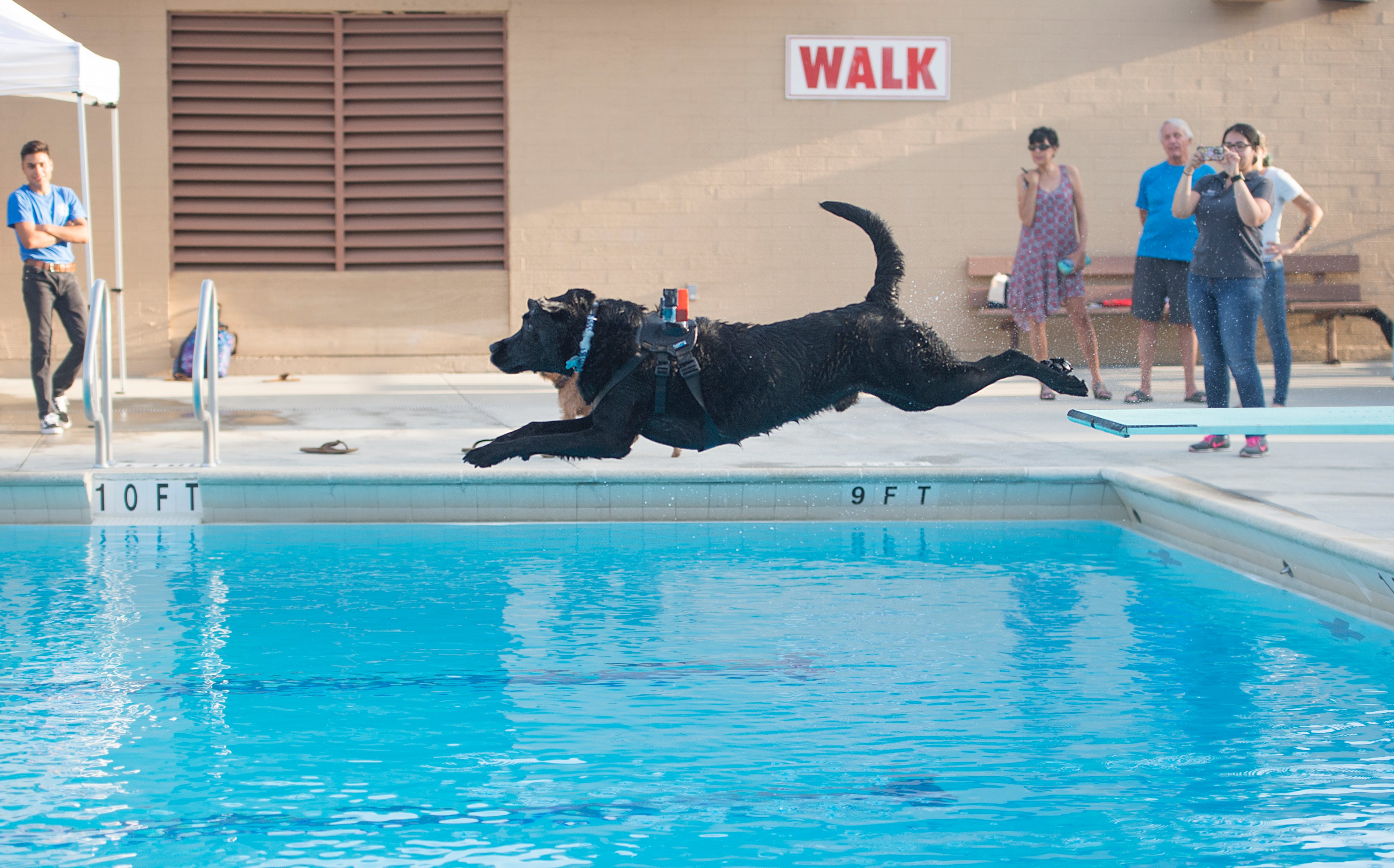 A dog takes a plunge into a public pool in this undated photo provided by Los Angeles County Parks and Recreation.