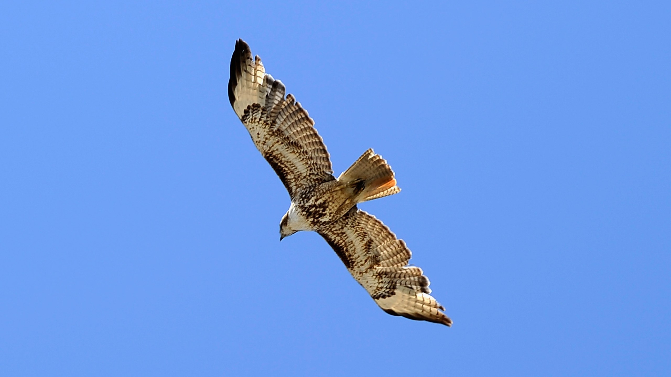 A file photo shows a red-tailed hawk in Long Beach, California on May 10, 2011. (Credit: Kevork Djansezian /Getty Images)