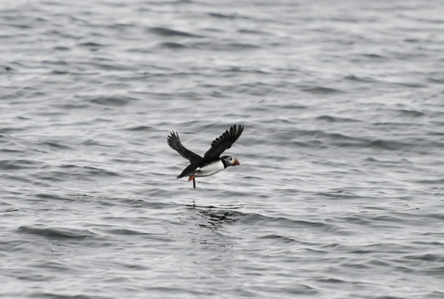 A Puffin flies near Eastern Egg Rock island, the world's first restored Atlantic Puffin colony, 6 miles east of 6 miles east of New Harbor, Maine on June 25, 2019. (Credit: ANDREW CABALLERO-REYNOLDS/AFP/Getty Images)