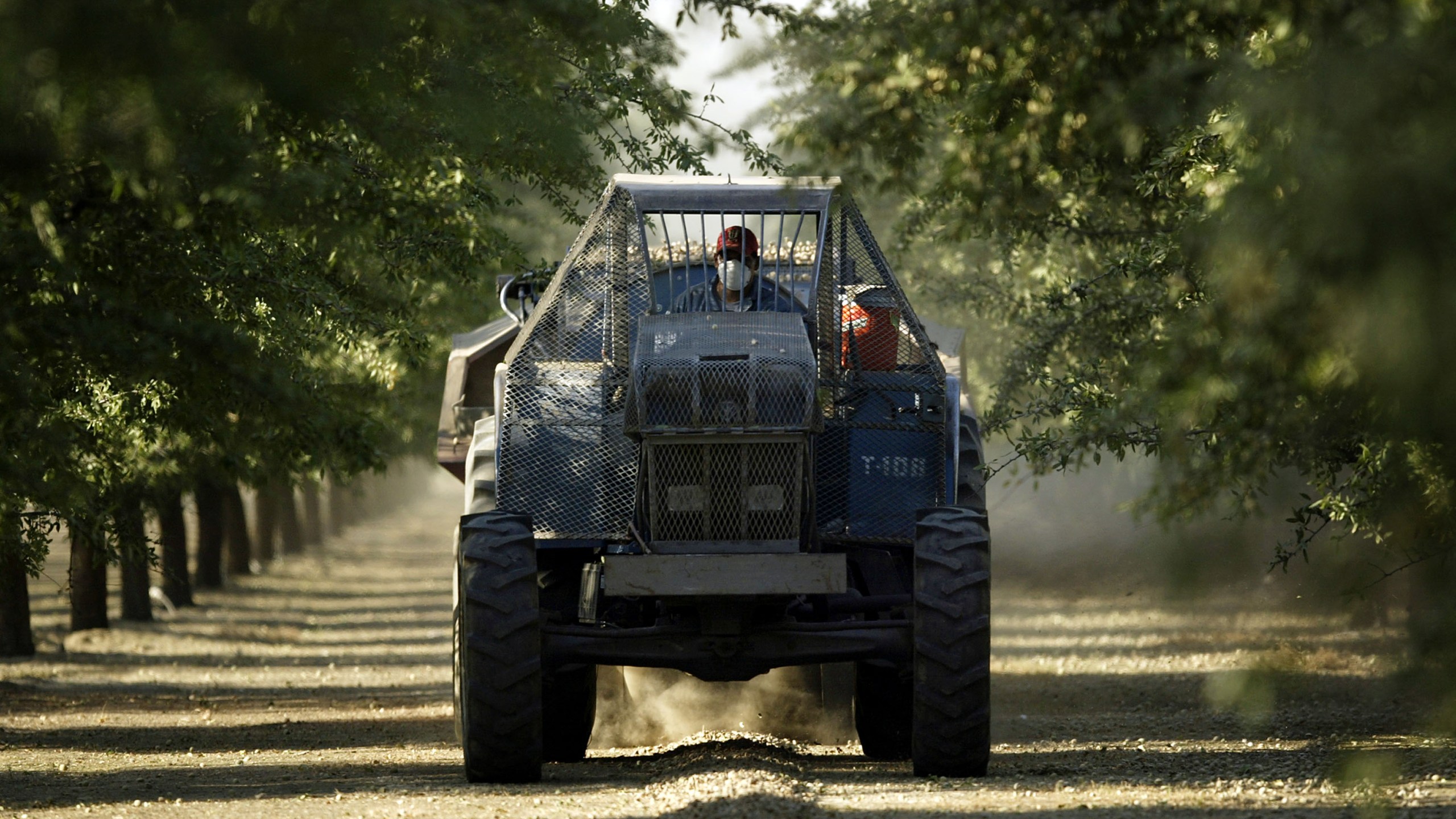 A tractor gathers rocks in a grove on August 11, 2004 near the town of Arvin, southeast of Bakersfield, California. (Credit: David McNew/Getty Images)