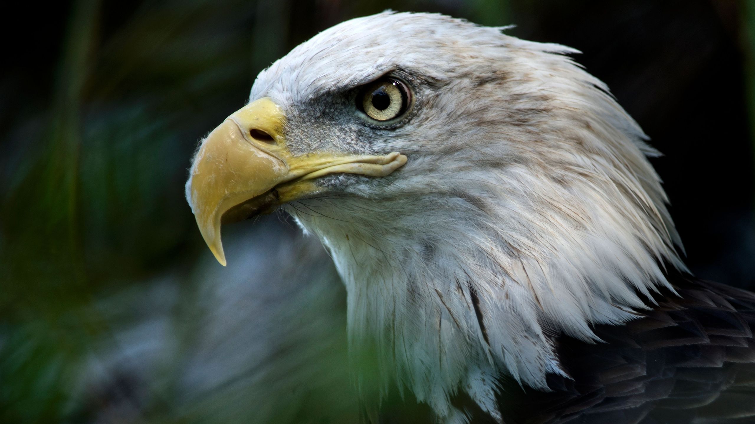 A bald eagle is seen along the American Trail at the Smithsonian National Zoo Aug. 11, 2016 in Washington, D.C. (Credit: BRENDAN SMIALOWSKI/AFP/Getty Images)