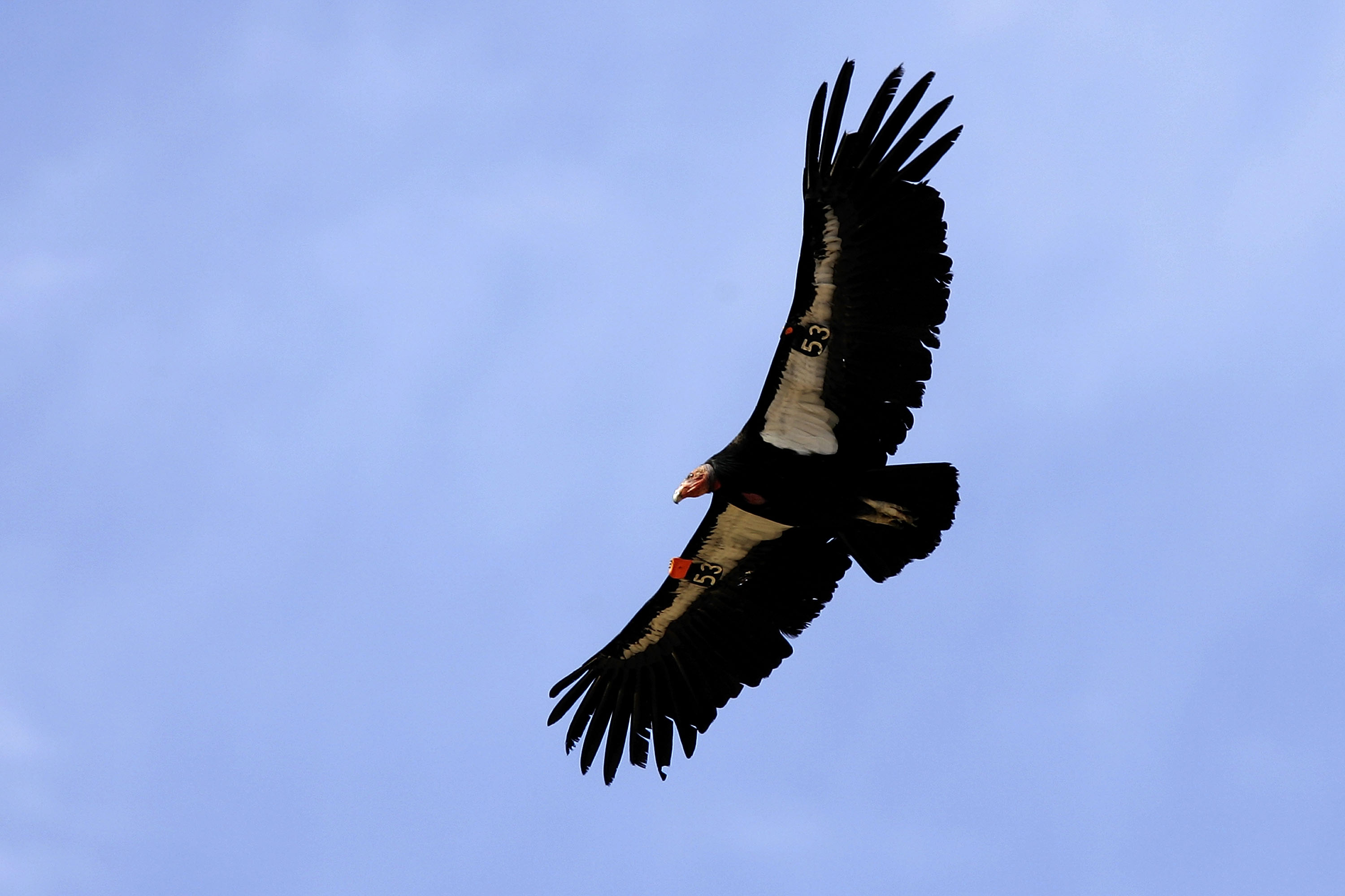 A rare and endangered California condor flies through Marble Gorge, east of Grand Canyon National Park, on March 22, 2007. (Credit: David McNew / Getty Images)