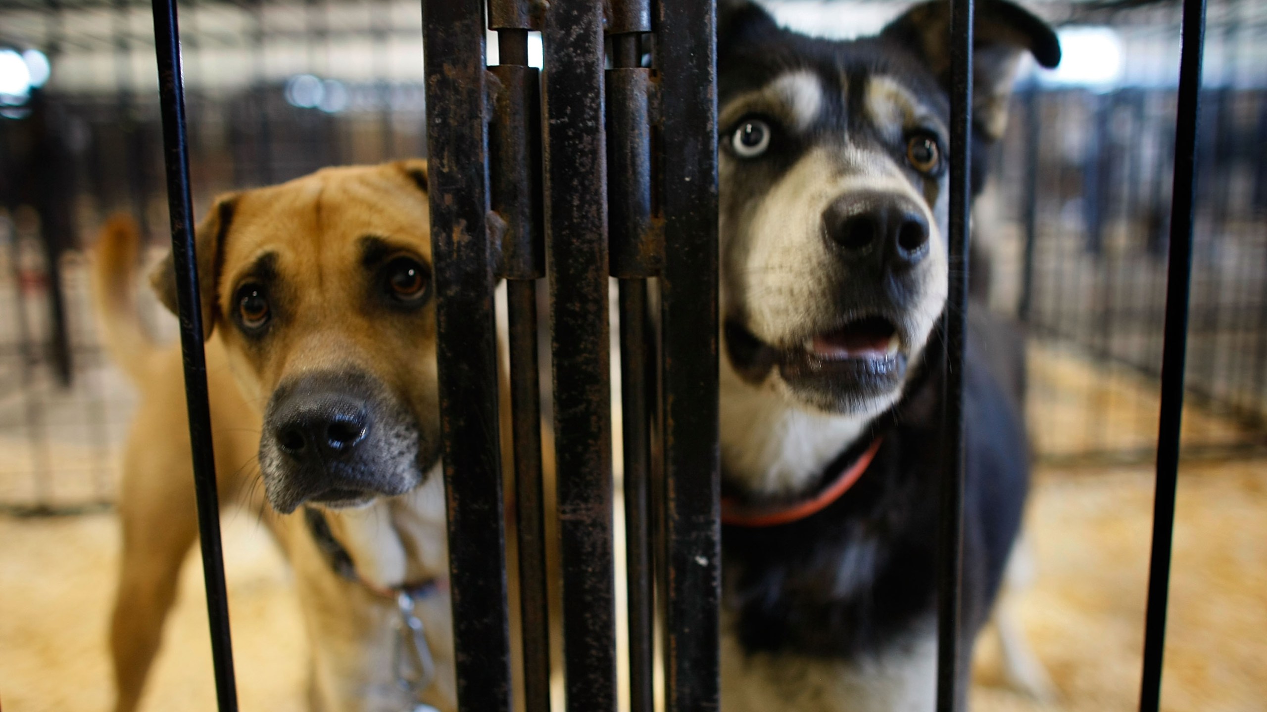 Dogs stand in a cage at an animal shelter in this file photo. (Credit: Joe Raedle/Getty Images)