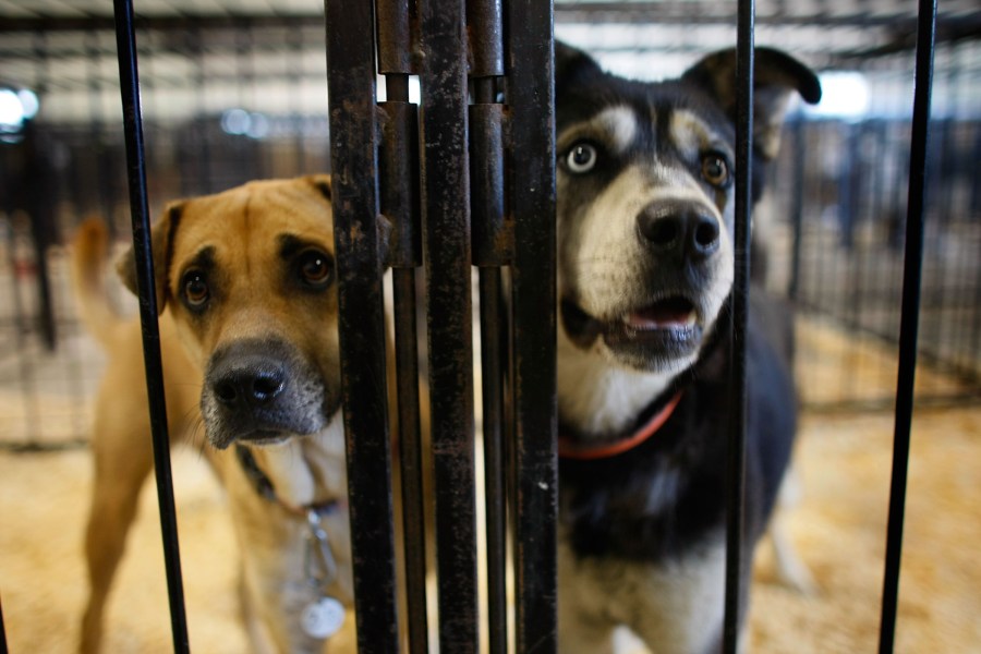 Dogs stand in a cage at an animal shelter in this file photo. (Credit: Joe Raedle/Getty Images)