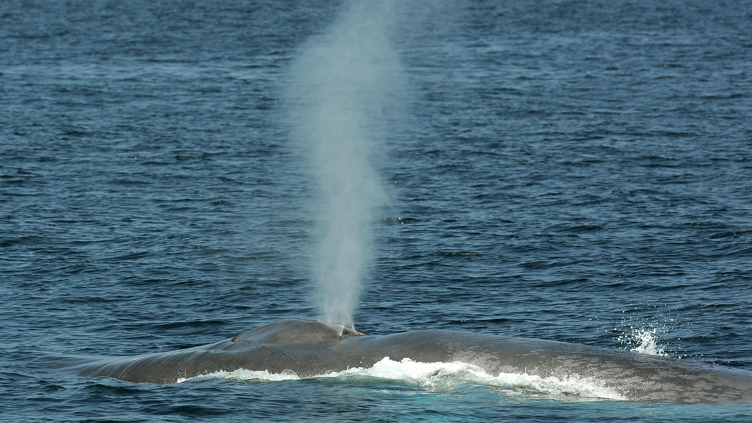 A blue whale exhales through its blowhole, in the Pacific Ocean off the coast of Long Beach, California on July 16, 2008. (Credit: ROBYN BECK/AFP/Getty Images)