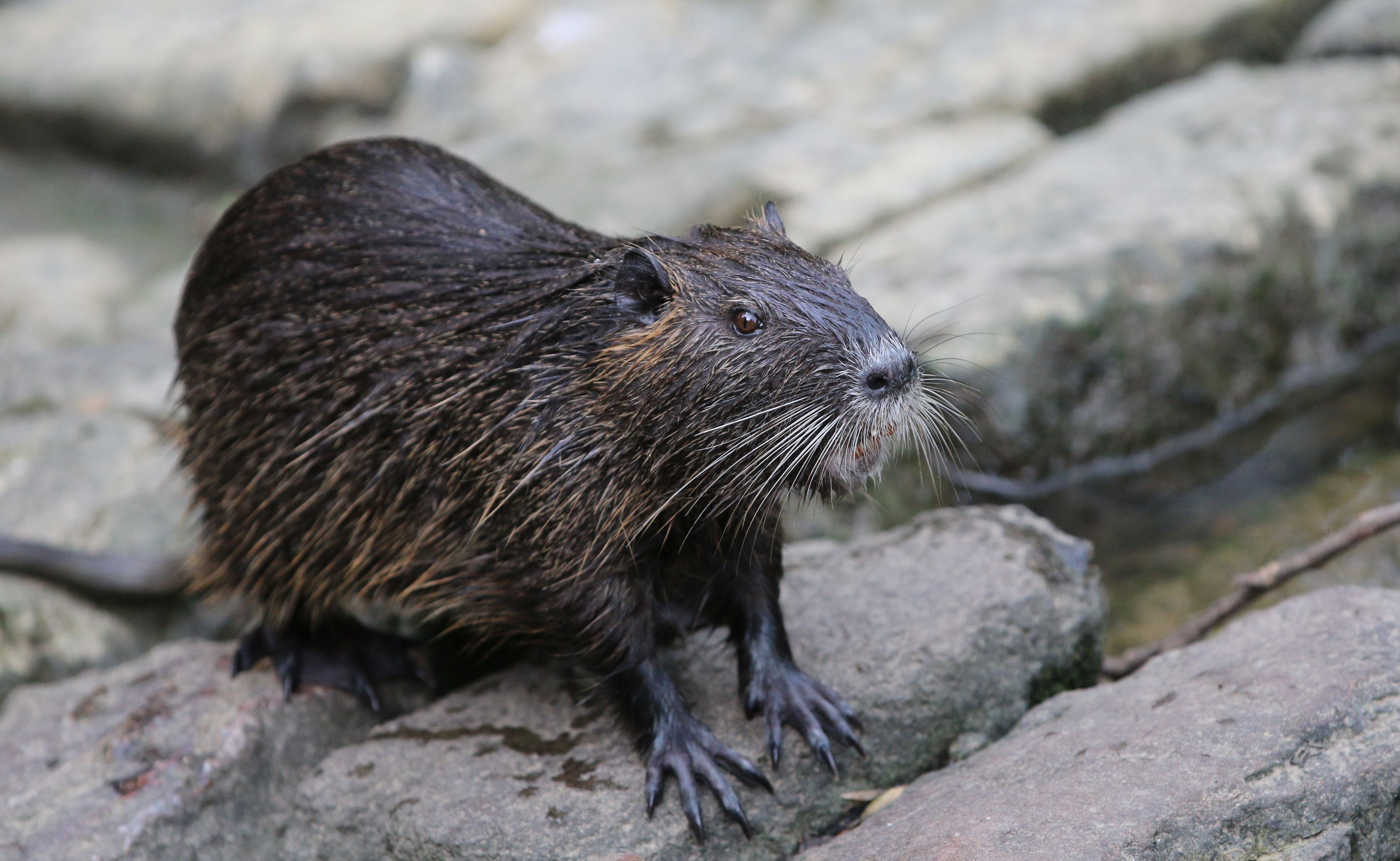 A nutria is pictured in a park in Frankfurt, western Germany, on June 9, 2018. (Credit: Yann Schreiber/AFP/Getty Images)