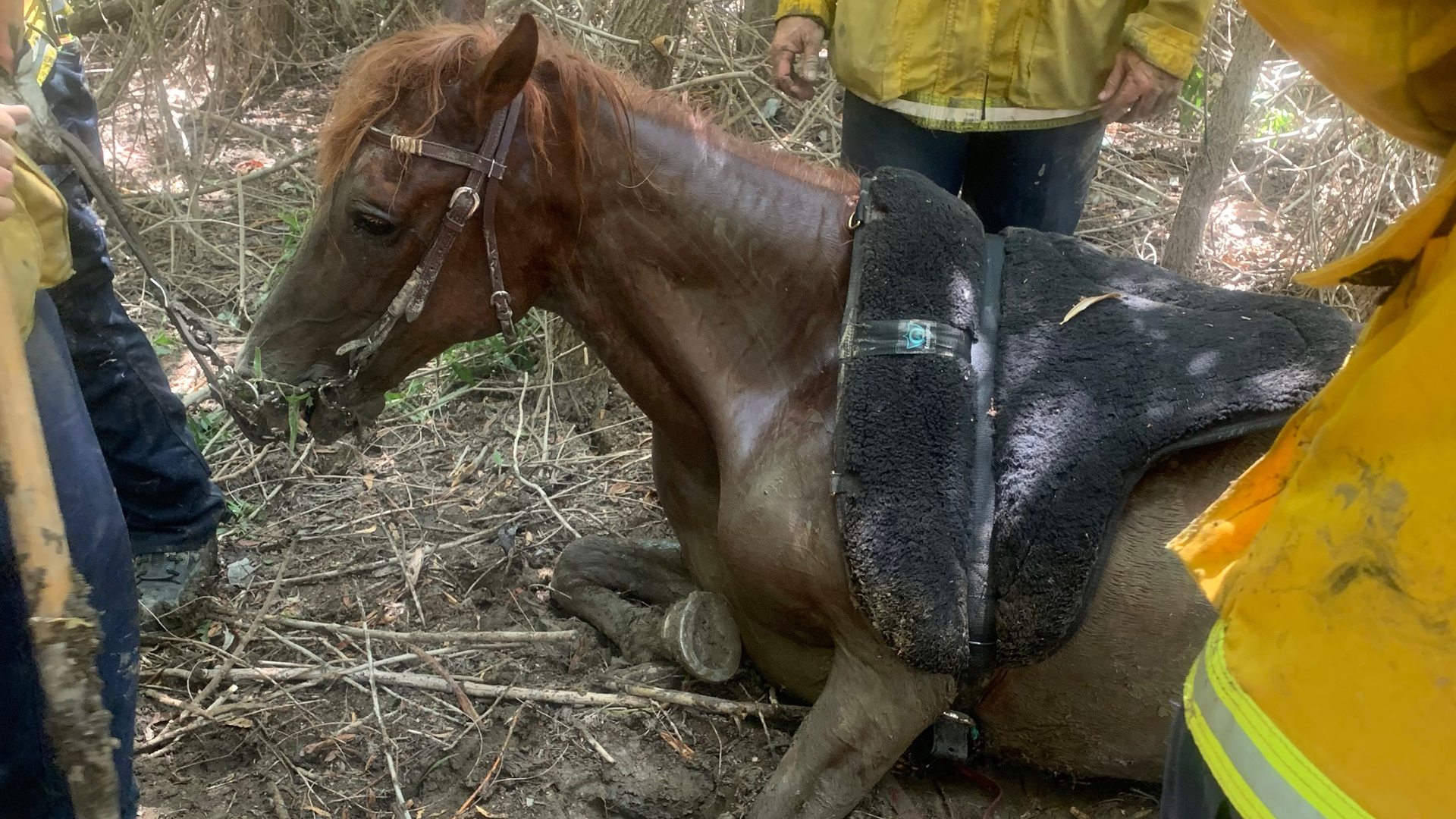 Firefighters rescue a horse at the Hansen Dam Recreation Area on Aug. 17, 2019. (Credit: Los Angeles Fire Department)