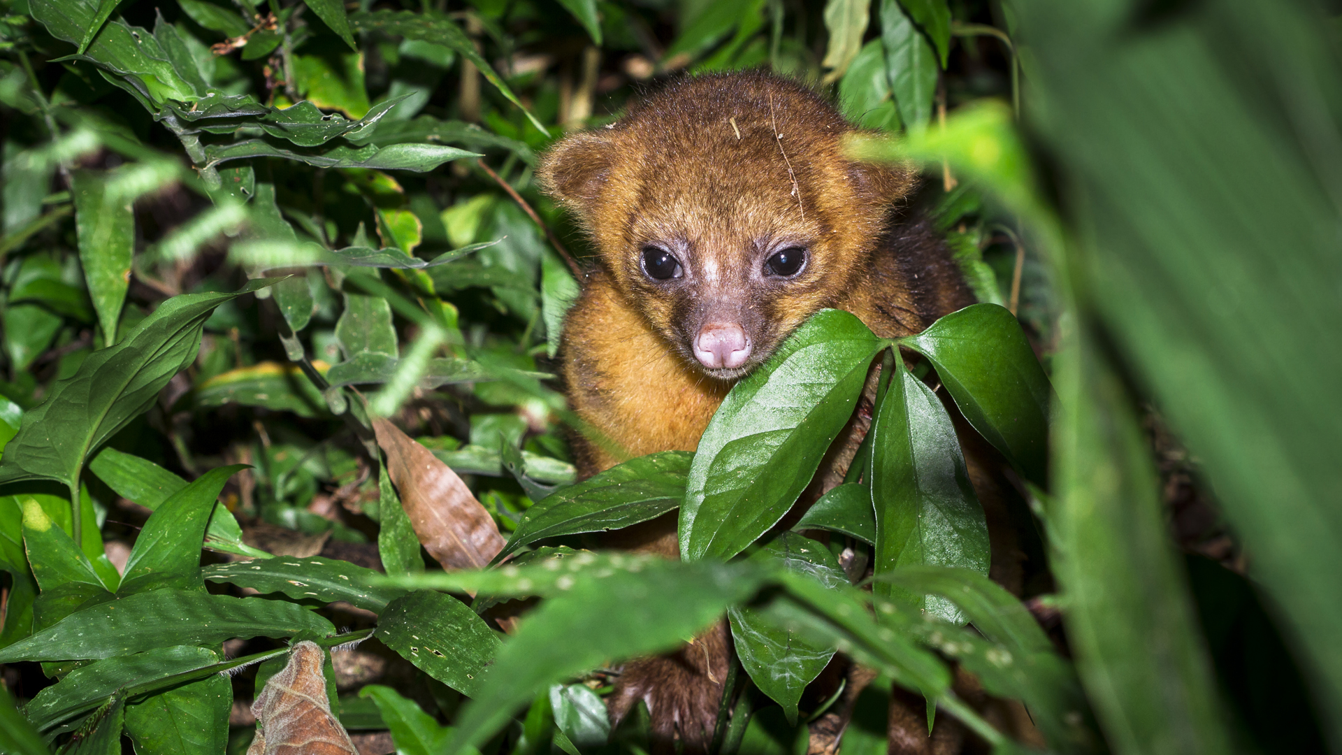 In this file photo, a young kinkajou is seen in the jungle in Belize. (Credit: iStock / Getty Images Plus)