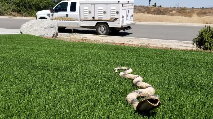 A toy snake prompted an animal services response in Riverside on Aug. 10, 2019. (Credit: Adam Haisten Riverside County Animal Services)