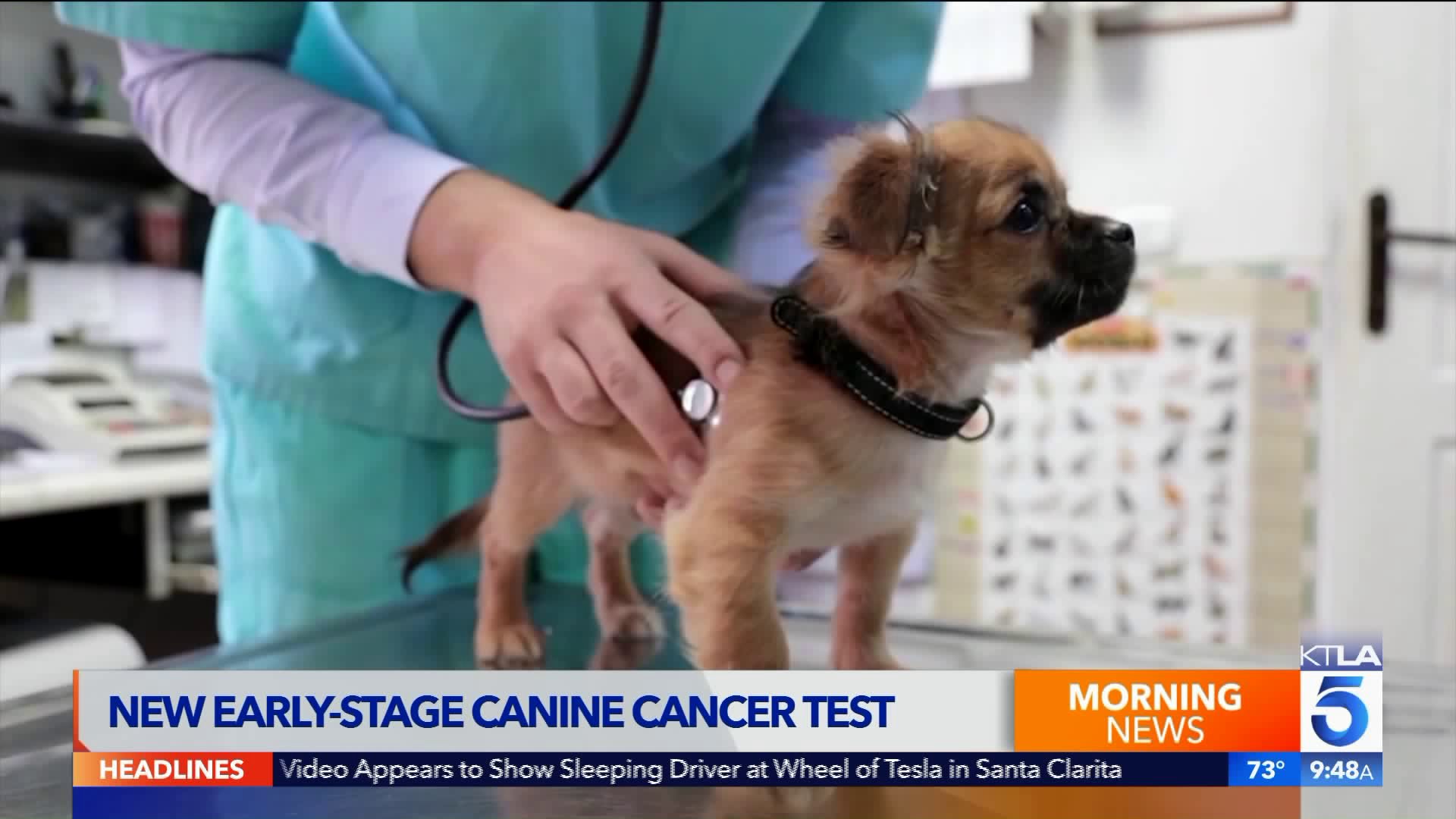 ZOMEDICA CANINE CANCER TEST