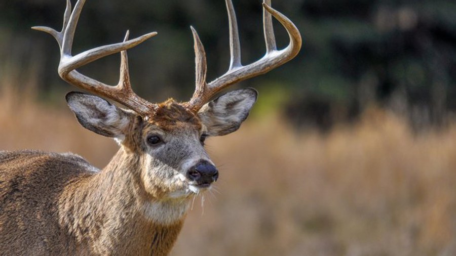 Deer looking for who's coming in Quebec, Canada. (Credit: Getty Images)