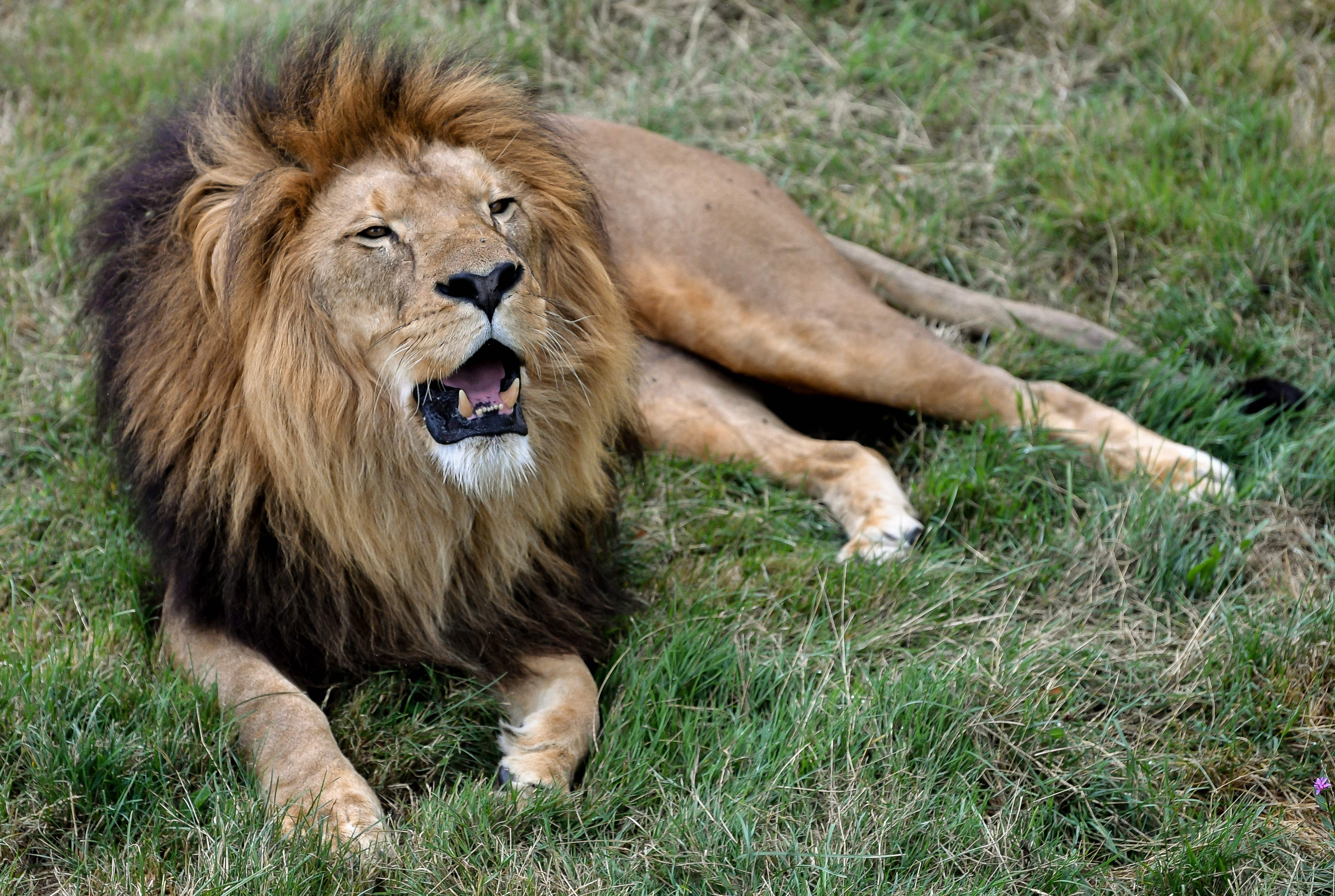 A lion is seen in this file photo taken on August 15, 2019. (Credit: PHILIPPE HUGUEN/AFP/Getty Images)