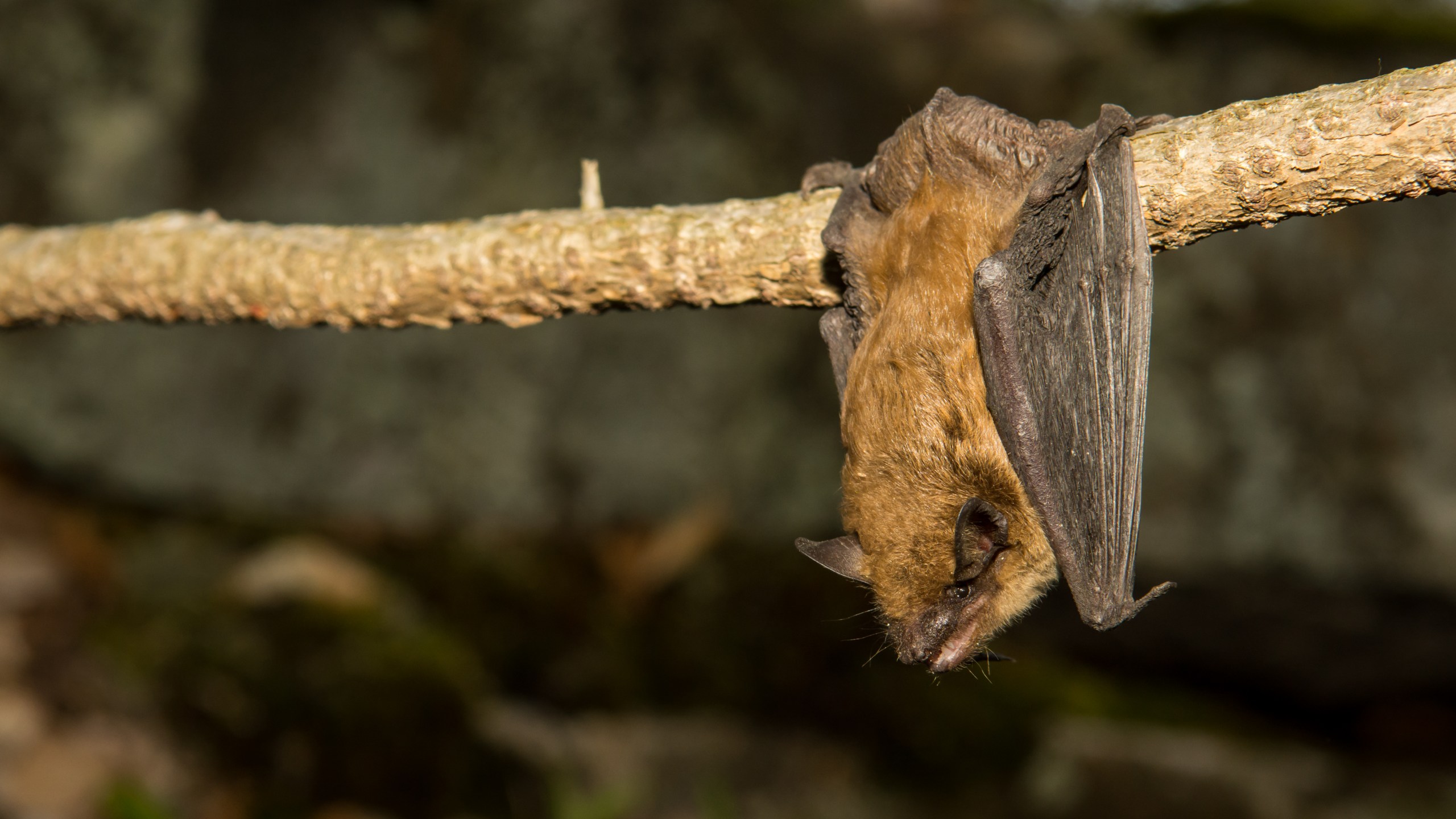 A big brown bat roosting on a vine in this undated file photo. (Credit: Getty Images)