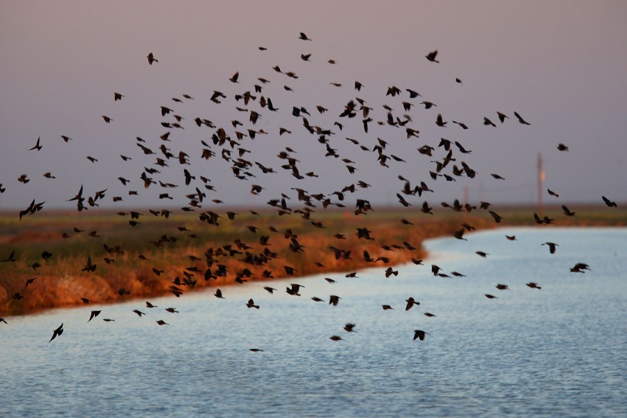 Blackbirds fly over an irrigation canal on April 17, 2009 near Firebaugh in Fresno County. (Credit: David McNew/Getty Images)