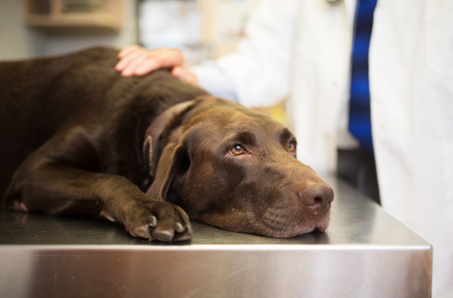 A veterinarian places a hand on a dog in this file photo. (Credit: Getty Images)