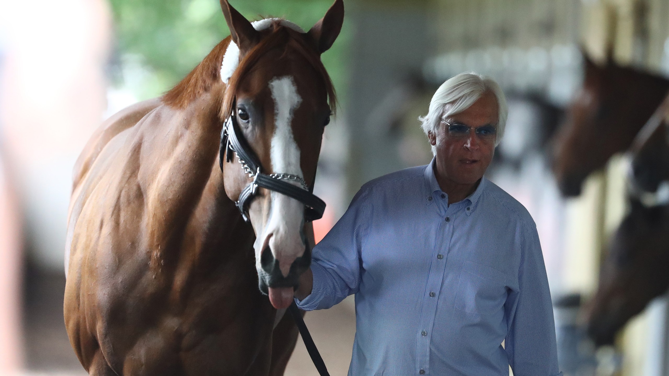 Justify is walked in his barn by trainer Bob Baffert after arriving prior to the 150th running of the Belmont Stakes at Belmont Park on June 6, 2018 in Elmont, New York. (Credit: Al Bello/Getty Images)