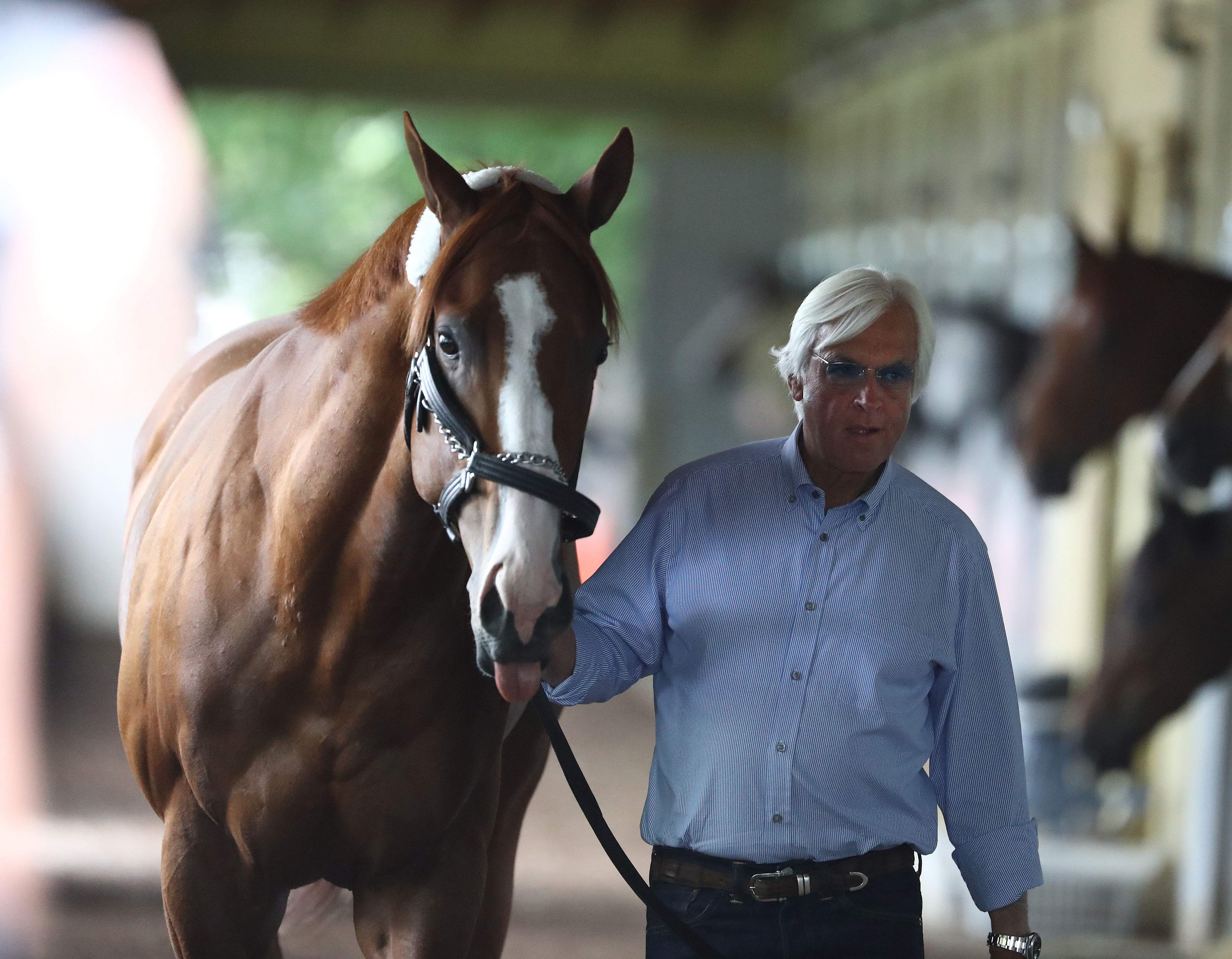 Justify is walked in his barn by trainer Bob Baffert after arriving prior to the 150th running of the Belmont Stakes at Belmont Park on June 6, 2018 in Elmont, New York. (Credit: Al Bello/Getty Images)