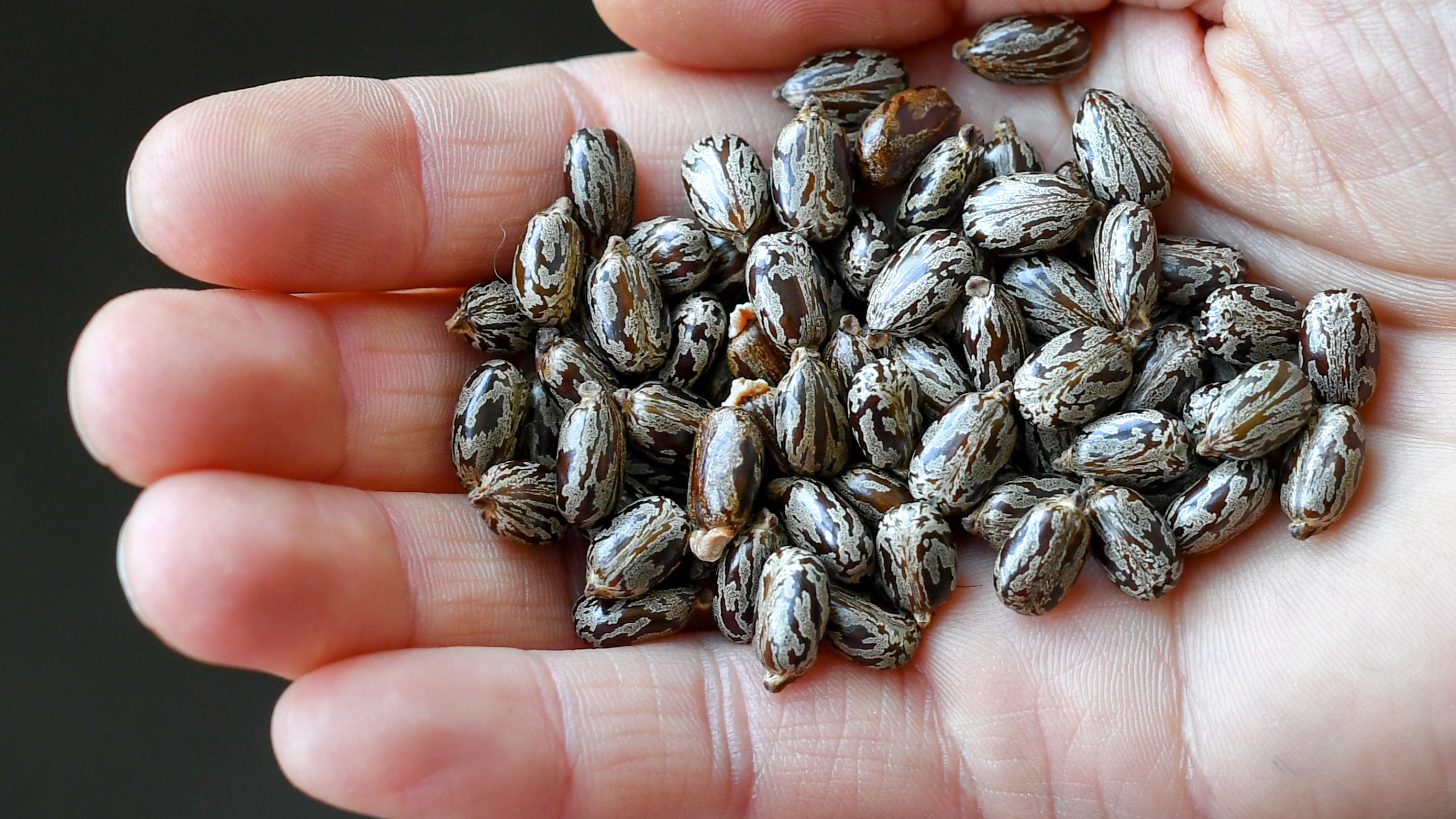 A person holds seeds of the castor oil plant containing the deadly poison ricin on June 14, 2018, in Berlin. (Credit: Jens Kalaene / AFP / Getty Images)