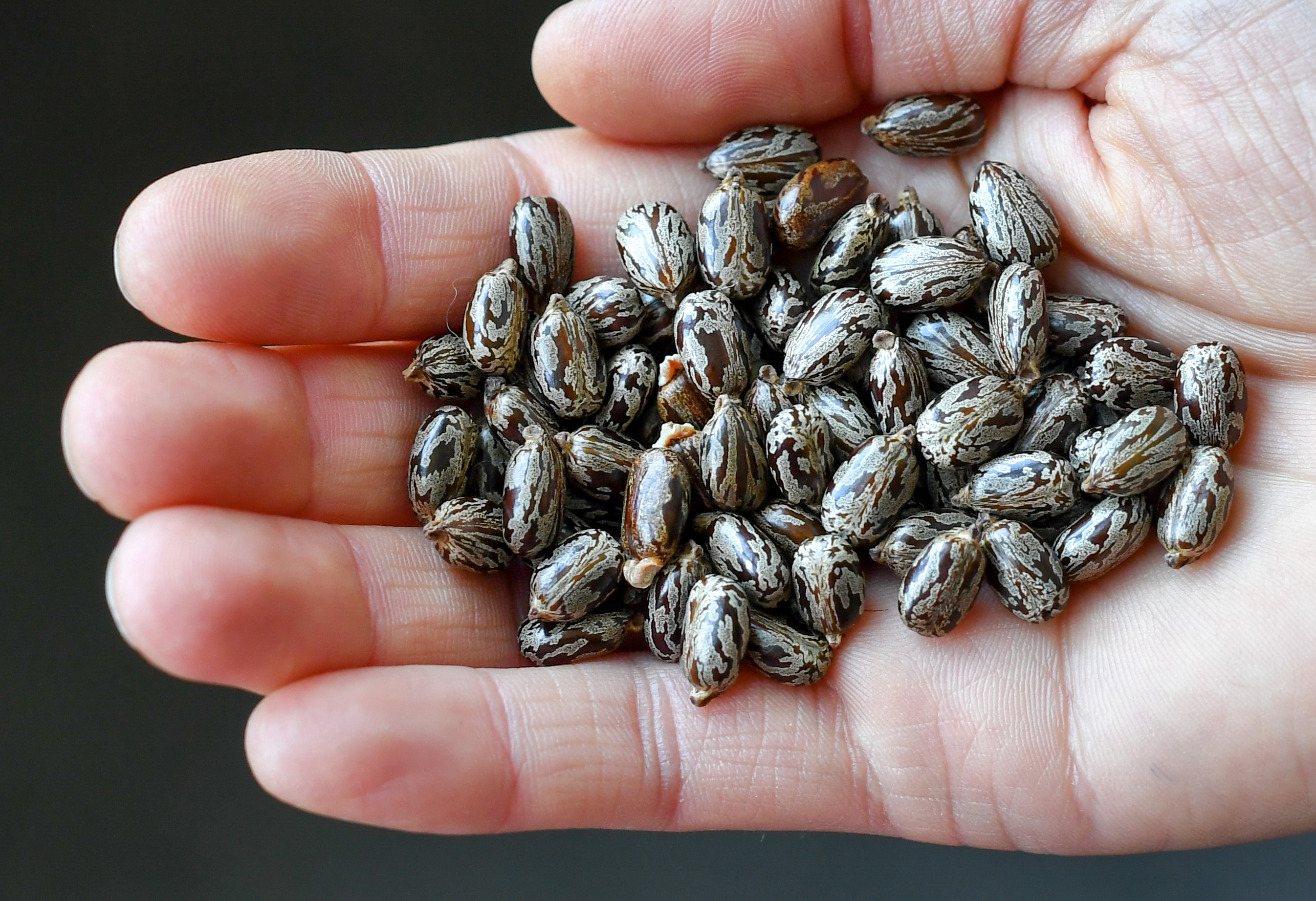 A person holds seeds of the castor oil plant containing the deadly poison ricin on June 14, 2018, in Berlin. (Credit: Jens Kalaene / AFP / Getty Images)