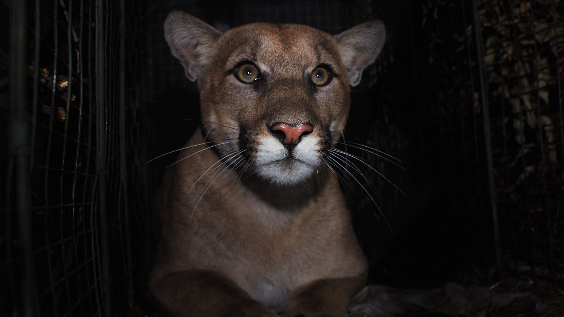 P-61 appears in a photo released by the National Park Service in August 2019.