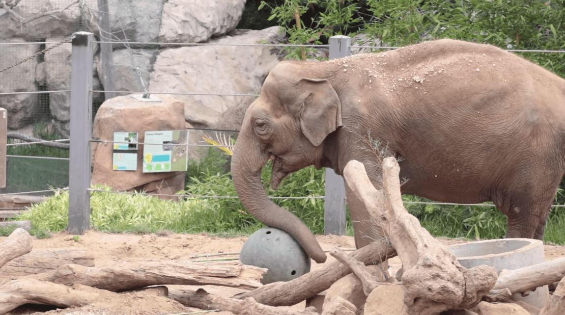 Little Mac the elephant is seen in undated video posted to the Santa Barbara Zoo's Facebook page.