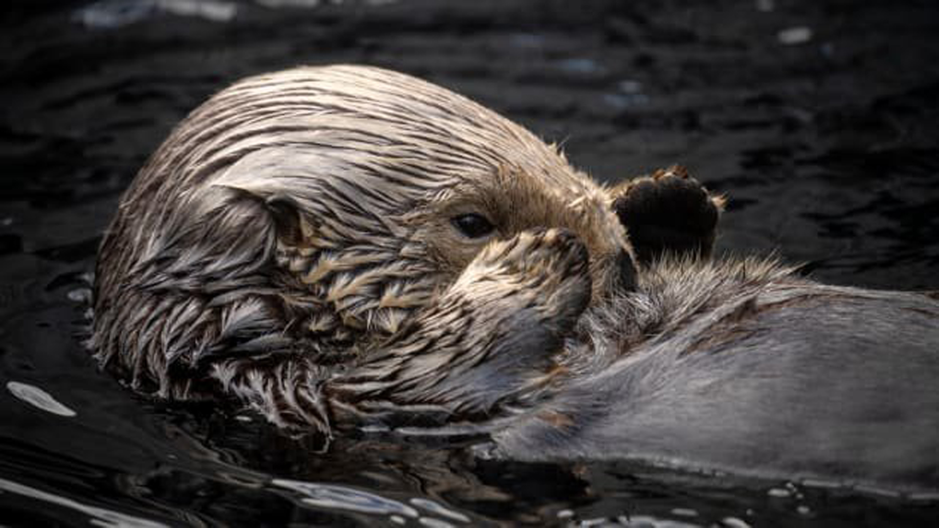 Sea otter Rosa swims in the sea otter exhibit. (Credit: Monterey Bay Aquarium)