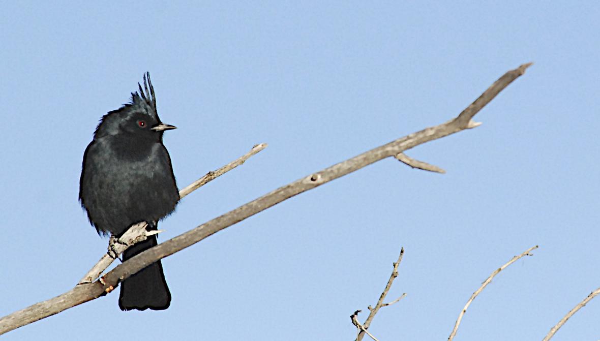 A male silky flycatcher is seen in the Mojave Desert in this undated photo. (Credit: Todd C. Esque, USGS WERC. Public domain.)