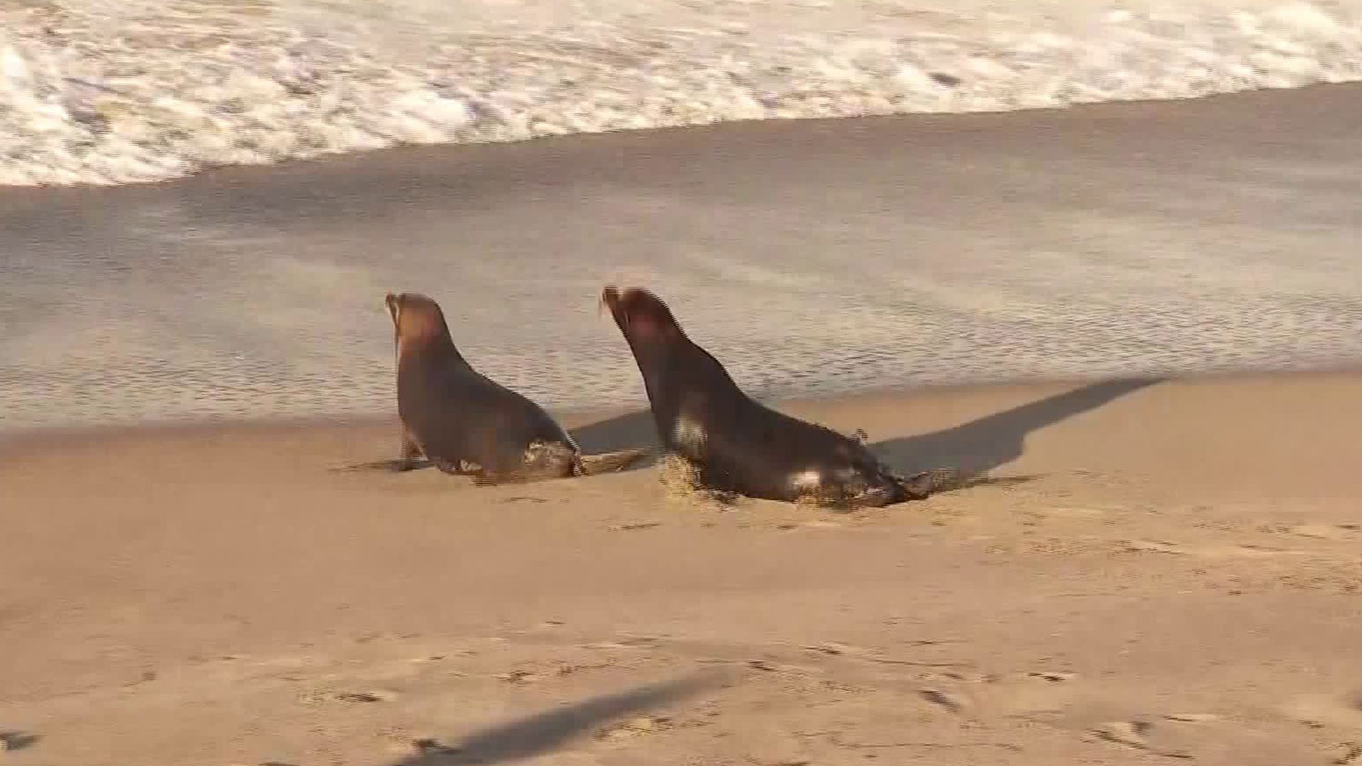 Two marine mammals were released into the Pacific Ocean on Oct. 15, 2019, by the Pacific Marine Mammal Center (Credit: KTLA).