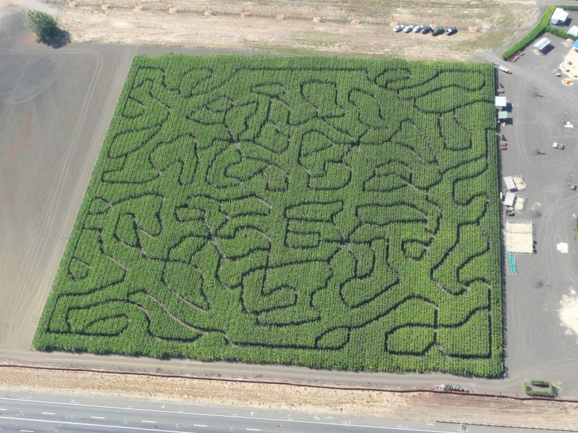 Petaluma Pumpkin Patch’s 4-acre maze is seen in an undated photo. (Credit: Petaluma Pumpkin Patch via Los Angeles Times)