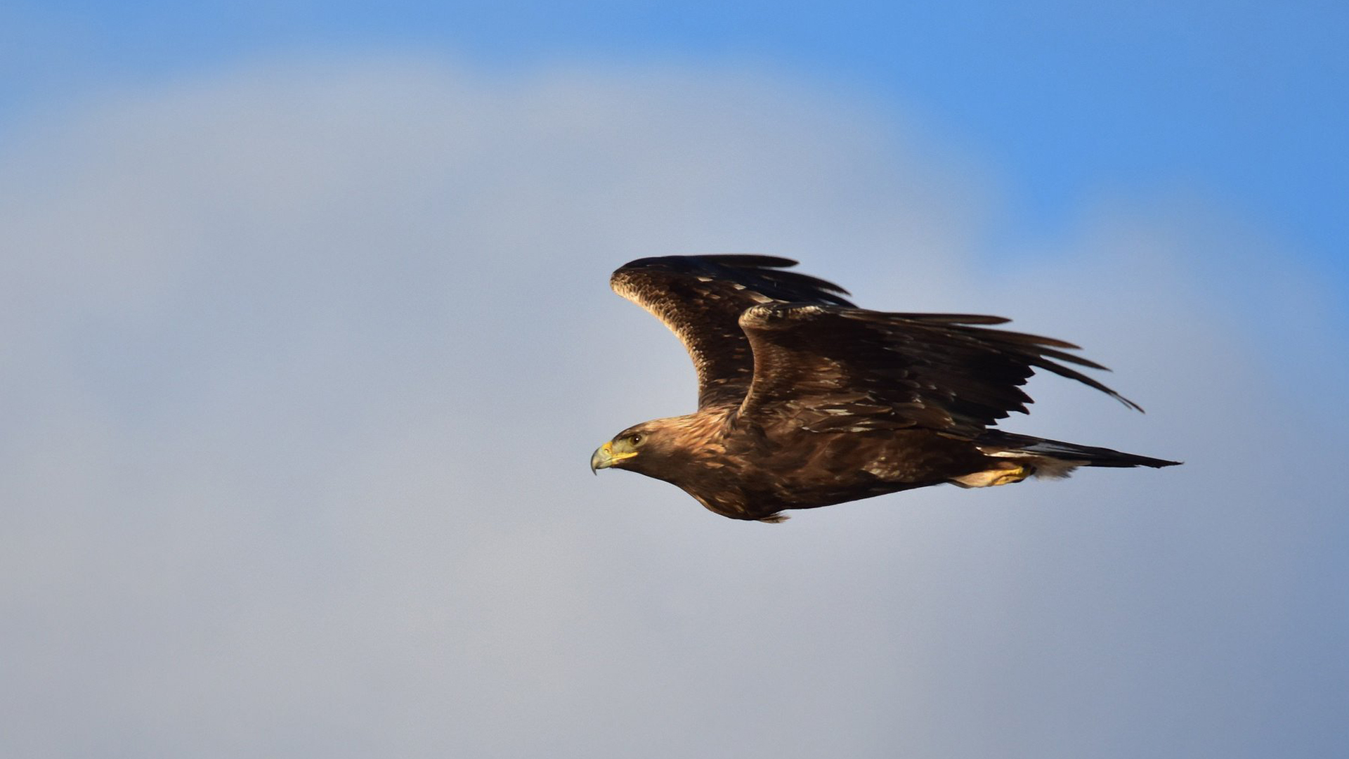 Golden eagles are among the 389 types of bird that may not be able to survive in North America, the report says. (Credit: Tom Koerner/USFWS)