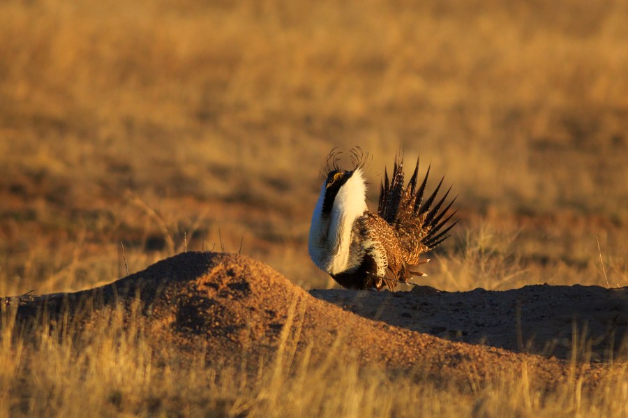 A greater sage grouse is seen in southern Utah in this undated file photo. (Credit: Getty Images)