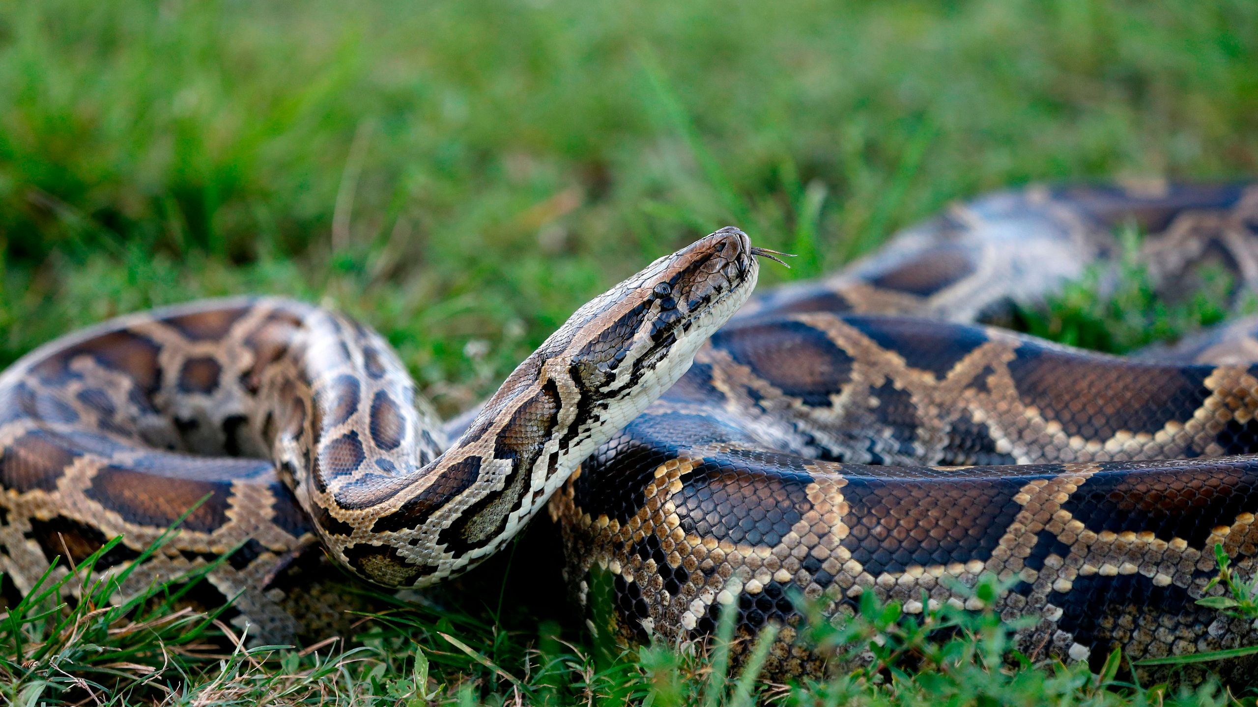 A Burmese python sits in the grass at Everglades Holiday Park in Fort Lauderdale, Florida, on April 25, 2019. (Credit: Rhona Wise / AFP / Getty Images)