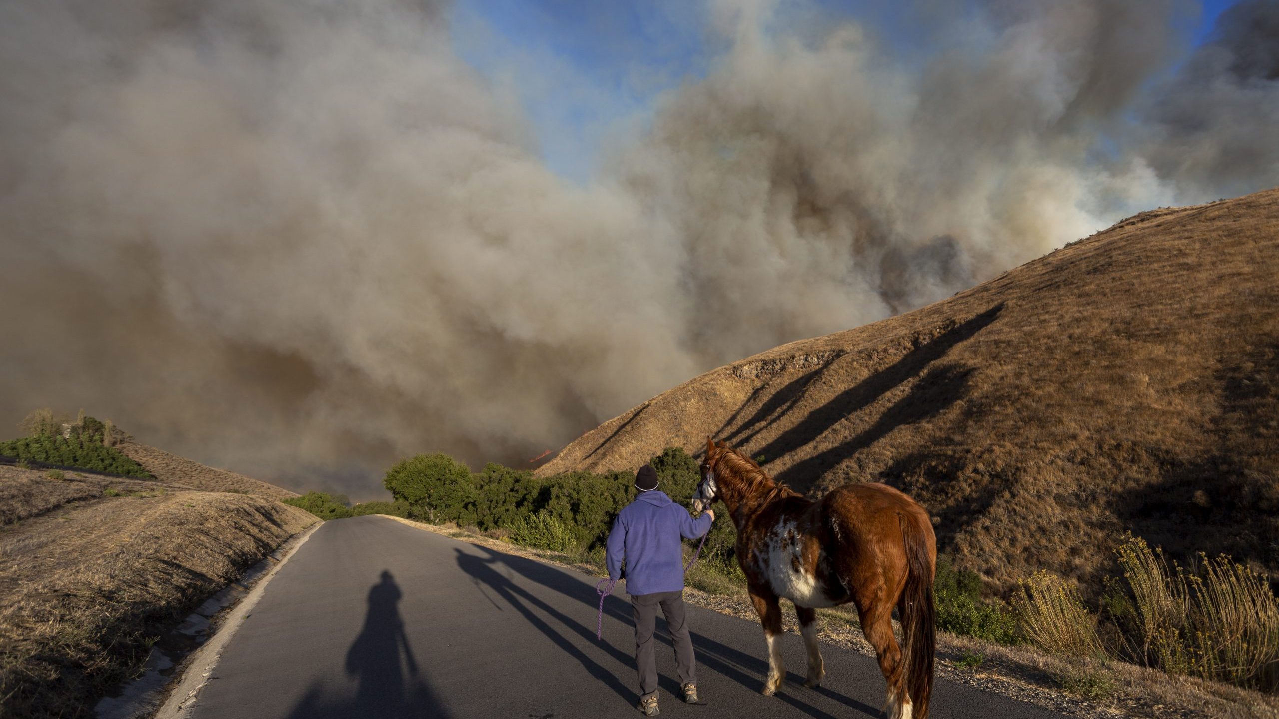 A man evacuates horses as the Easy Fire approaches on Oct. 30, 2019 near Simi Valley. (Credit: David McNew/Getty Images)