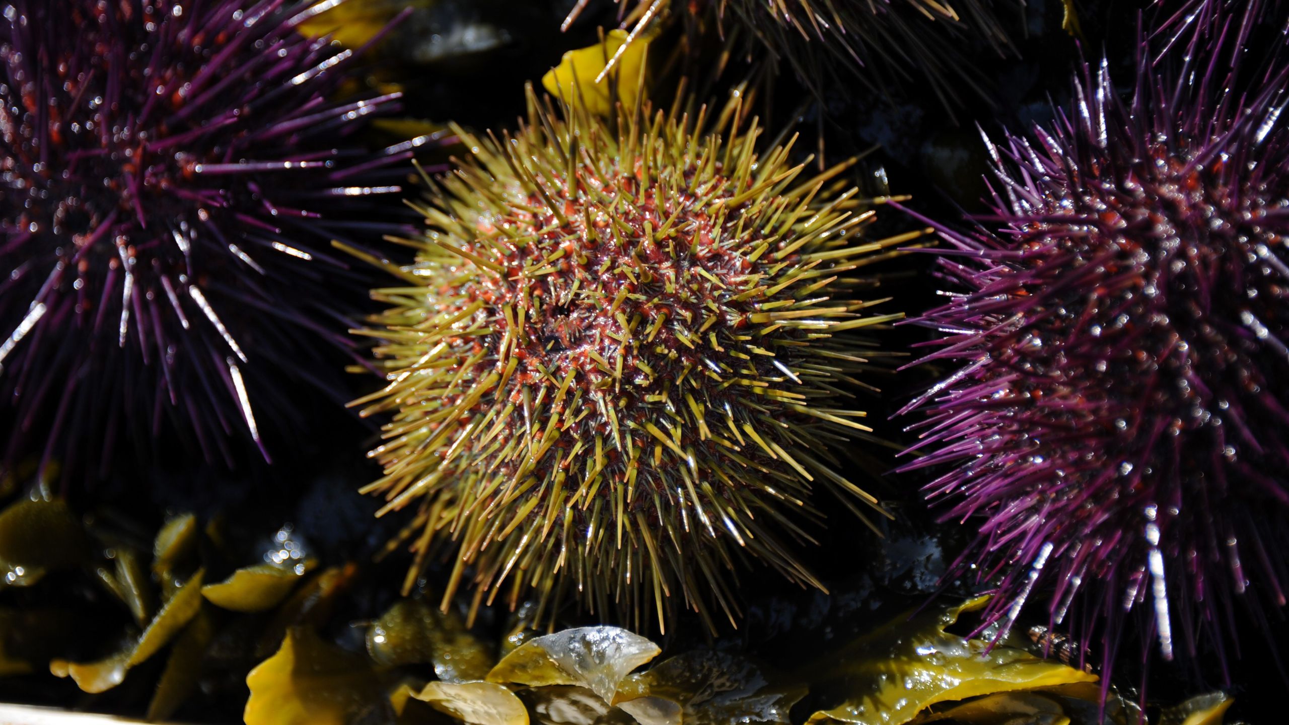 A photo from March 18, 2015 shows purple and green sea urchins in La Flotte-en-Re, France. (Credit: XAVIER LEOTY/AFP/Getty Images)